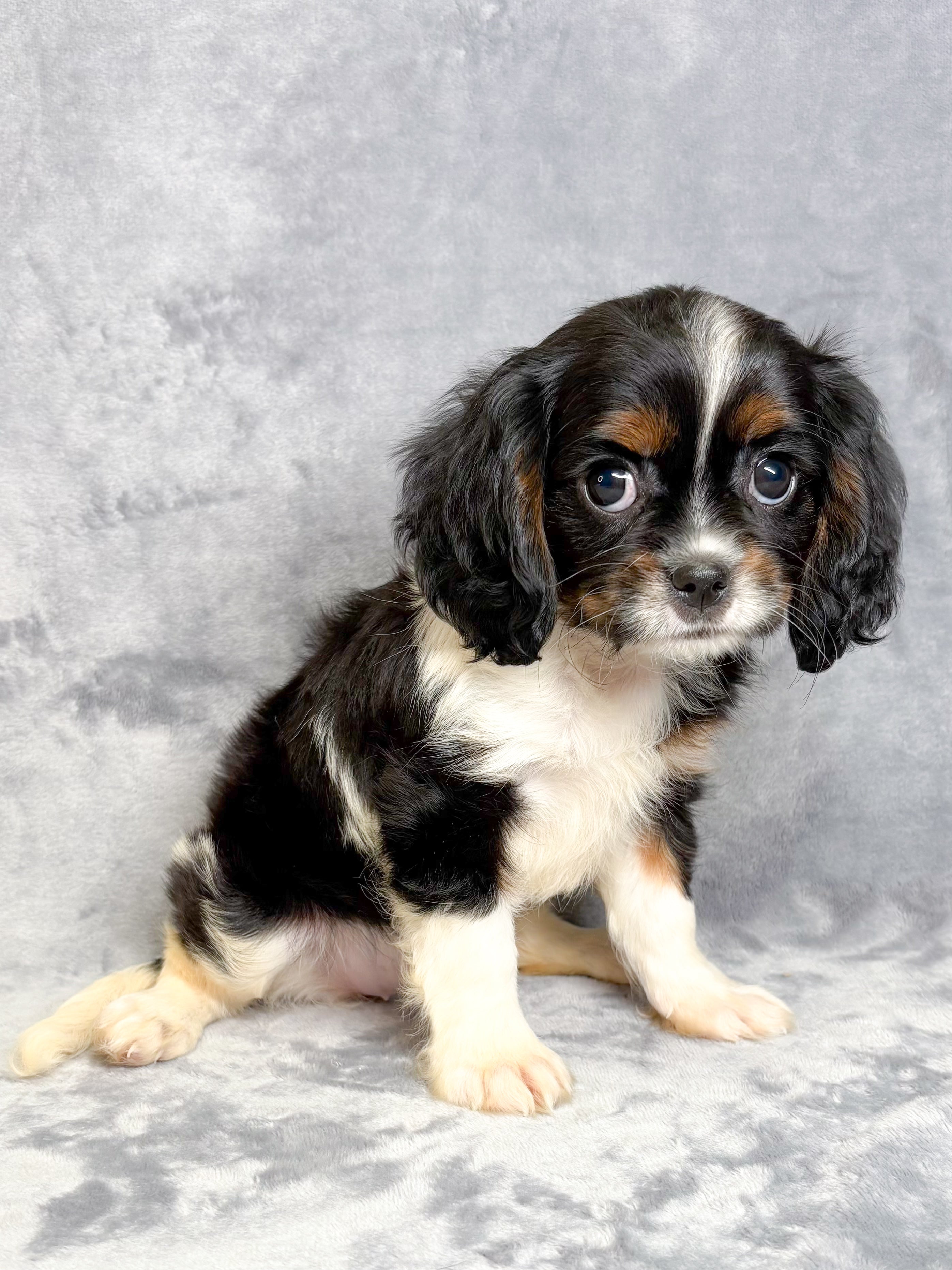 Dixie- Female Cavalier King Charles Spaniel