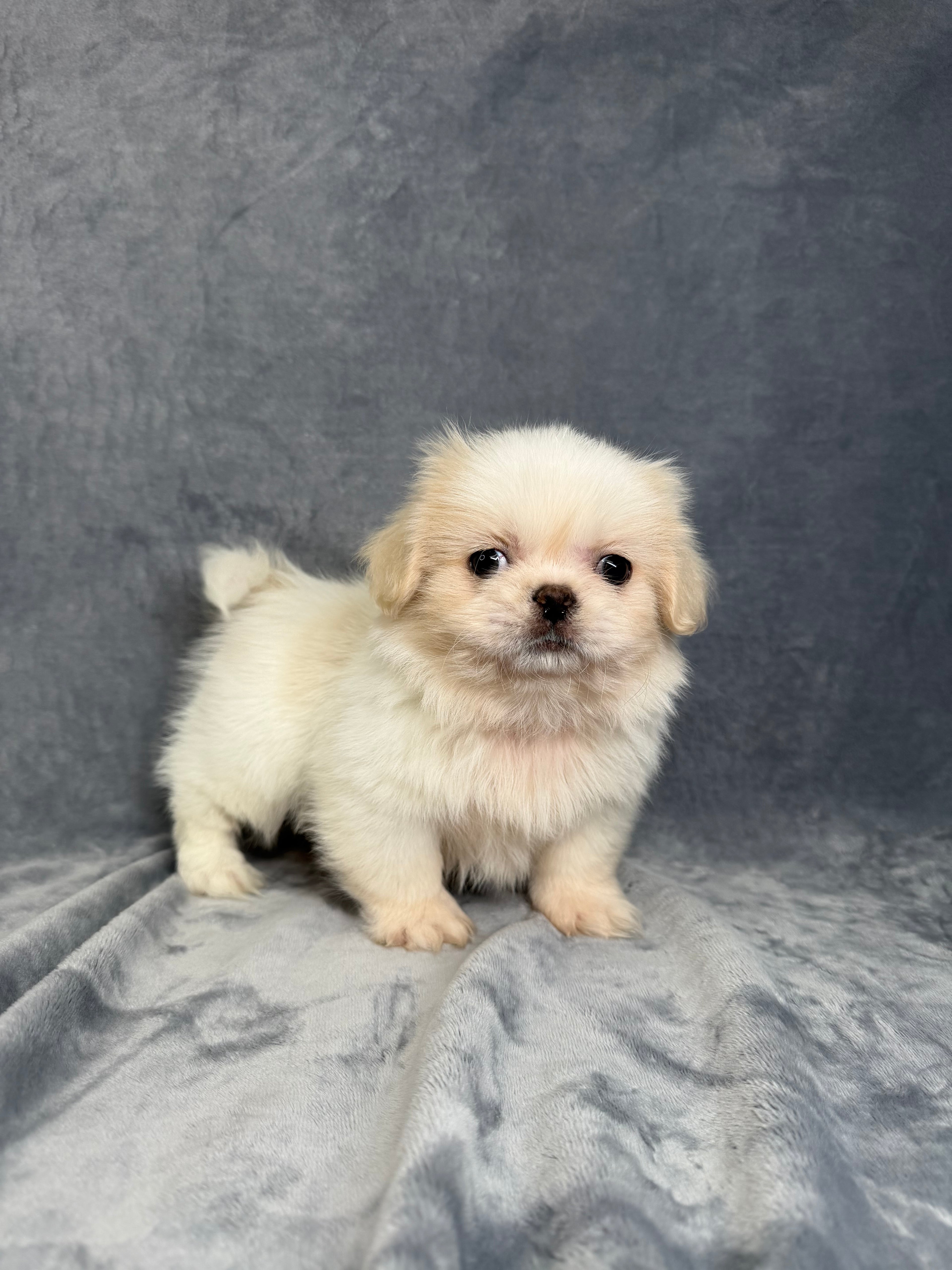Manny- Male Pekingese