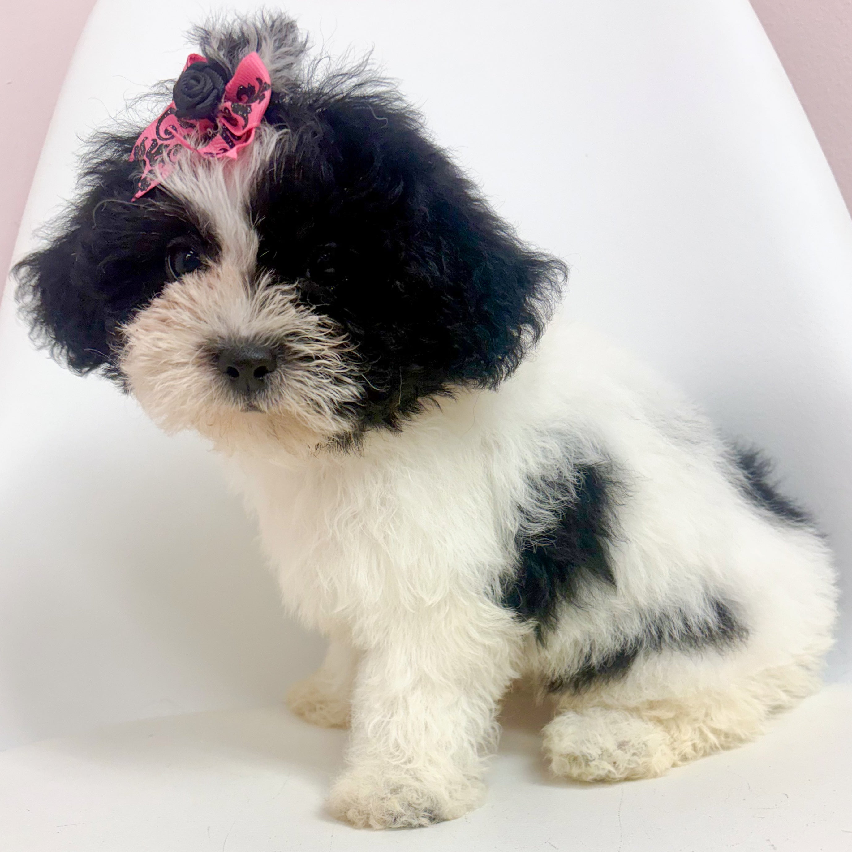 Pearl- Female Shipoo