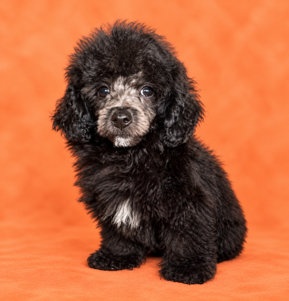 Archie- Male Toy poodle