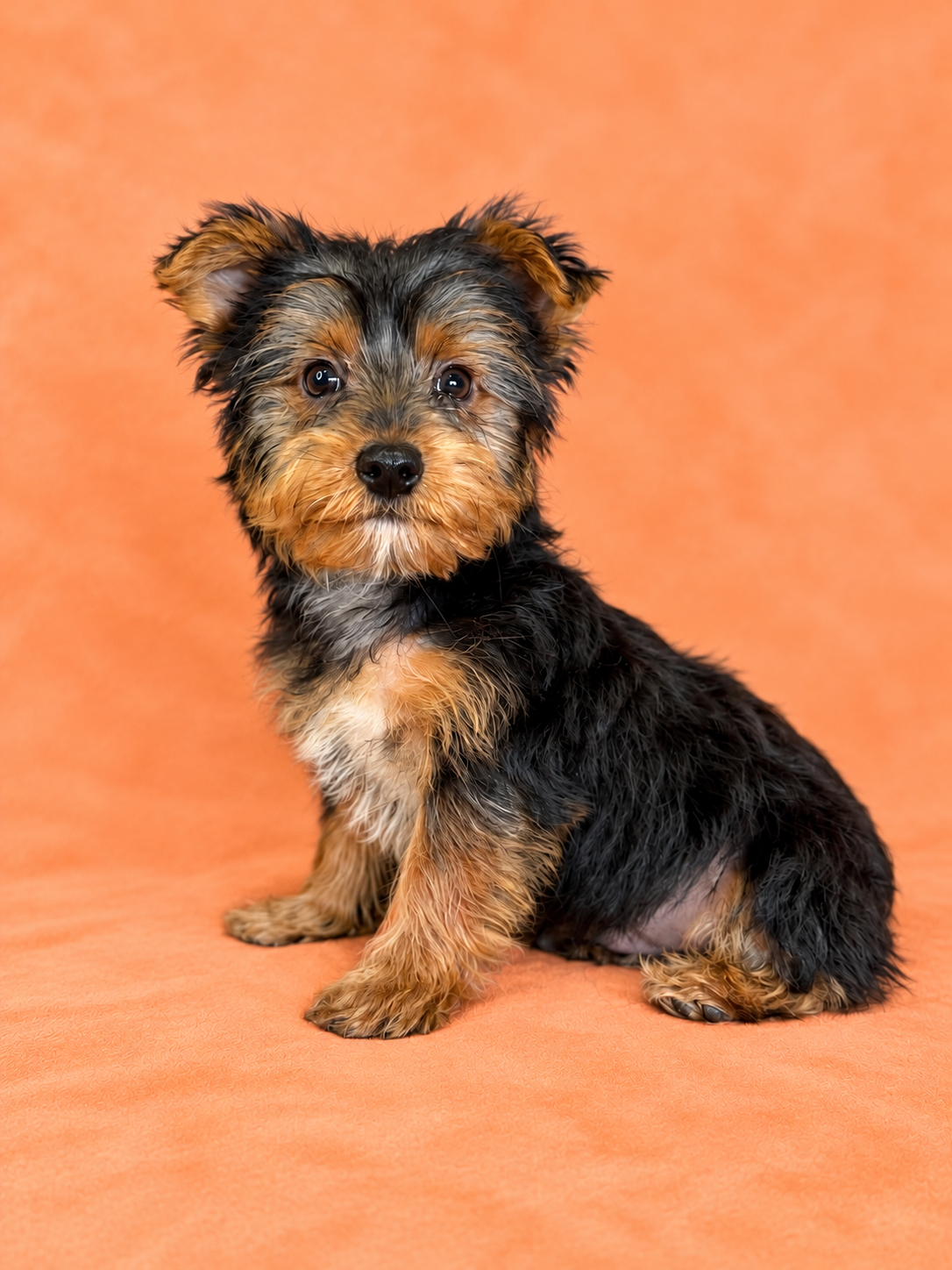Jack- Male Yorkie