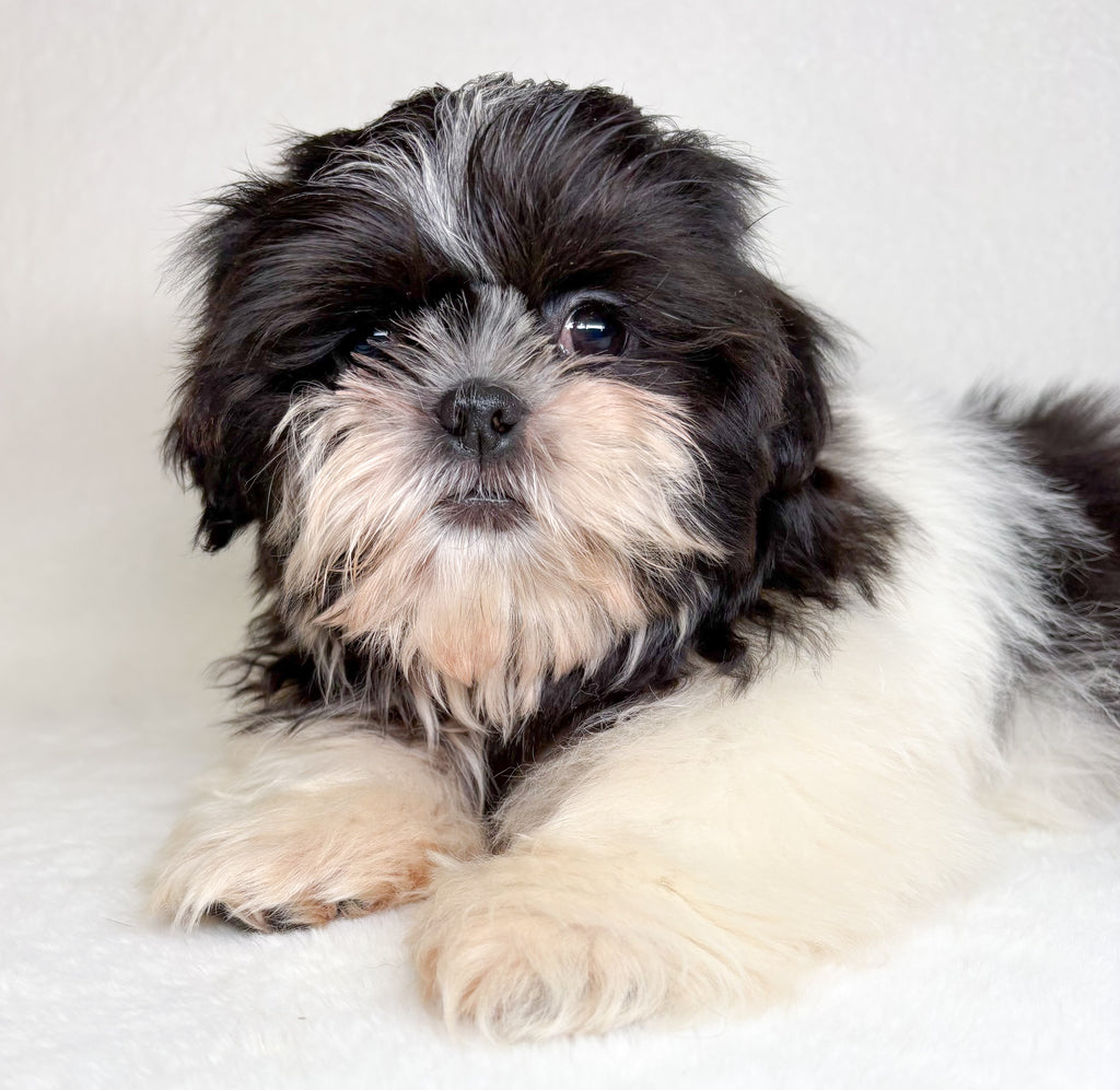 Silas-Male Shih Tzu