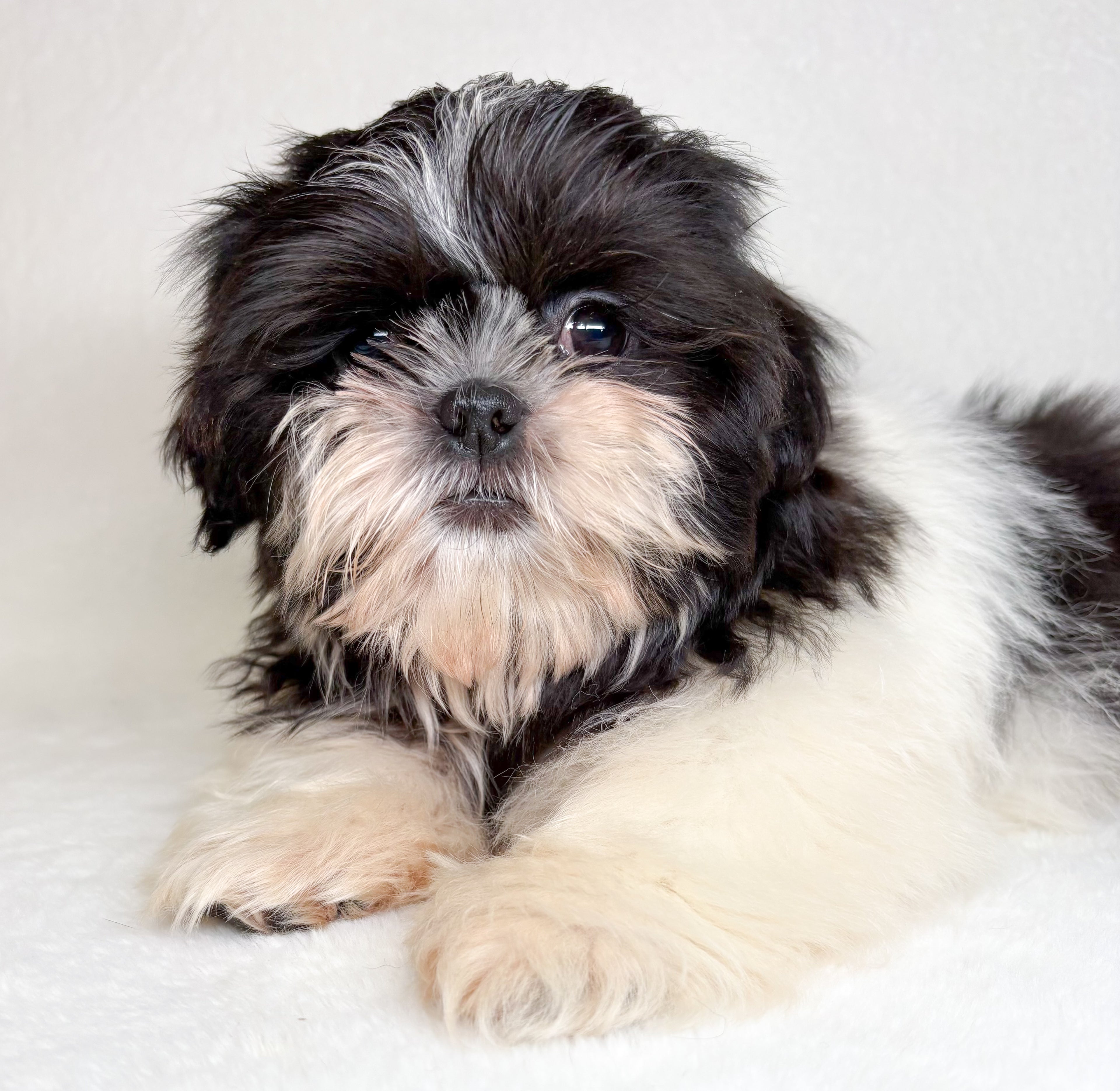 Silas-Male Shih Tzu
