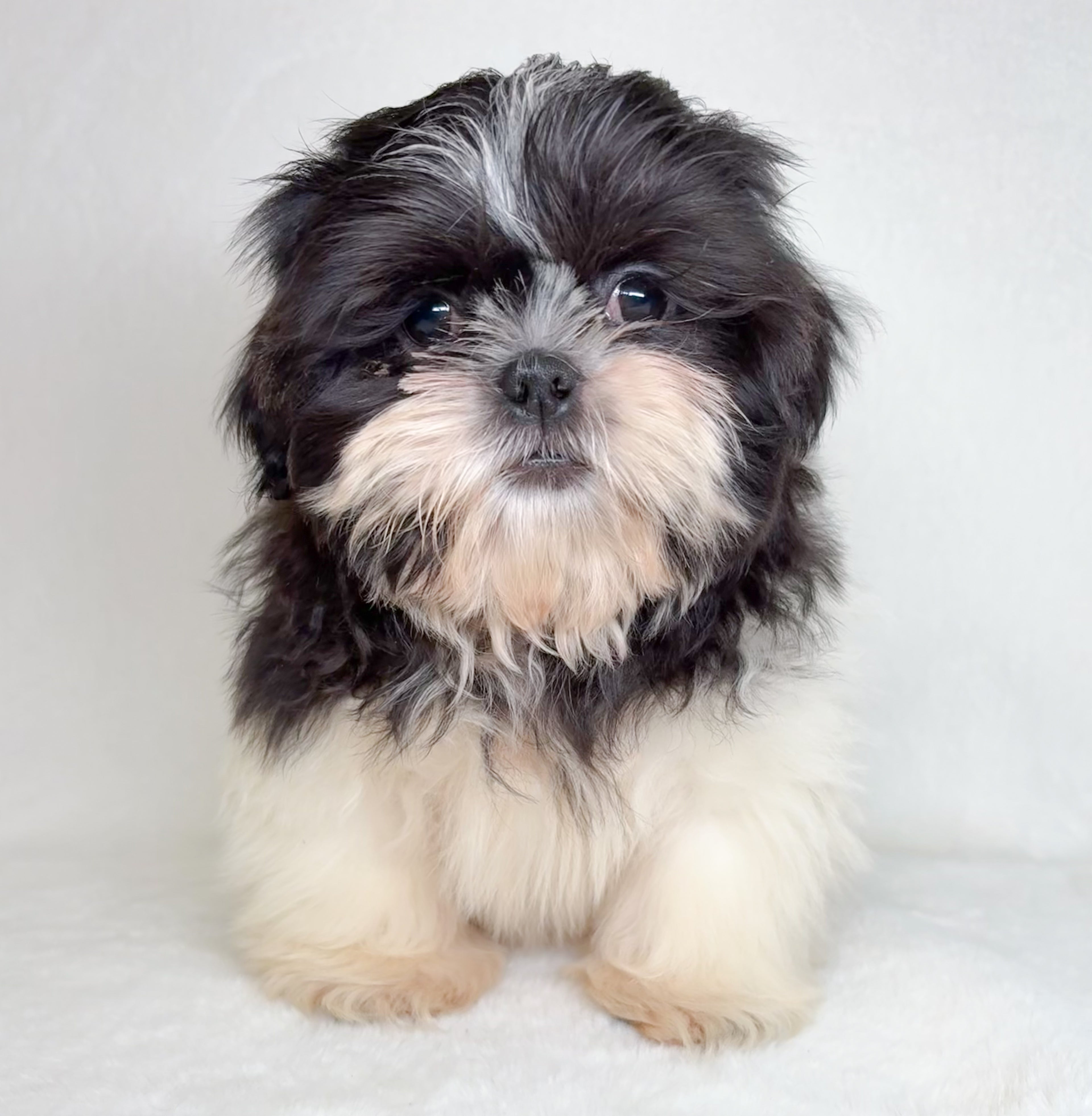 Silas-Male Shih Tzu