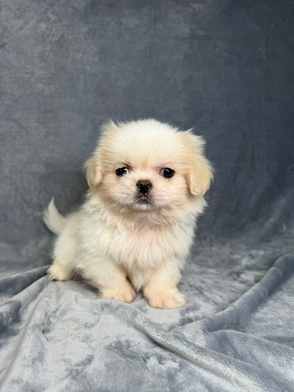 Manny- Male Pekingese