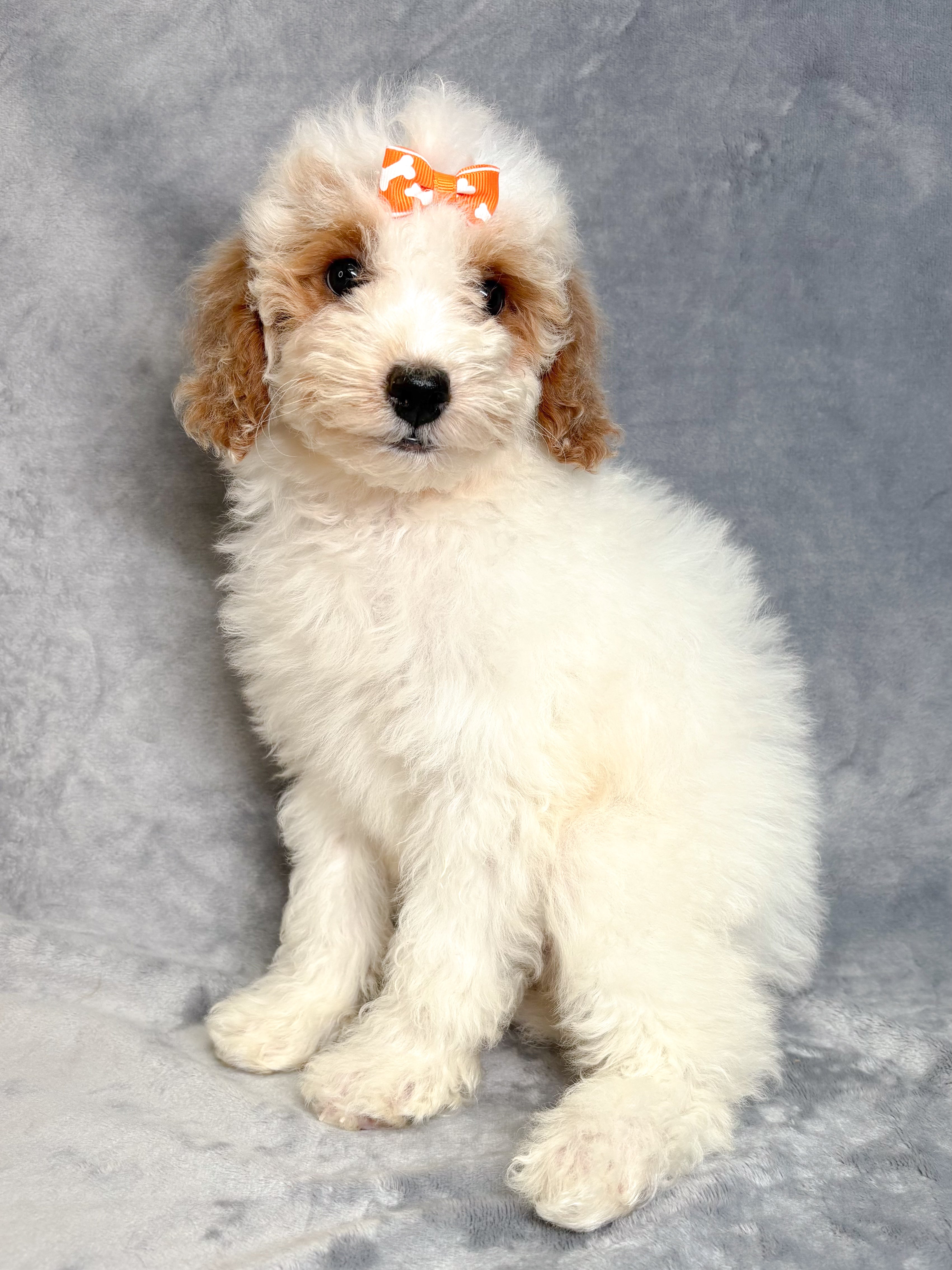 Reba- Female Mini Goldendoodle
