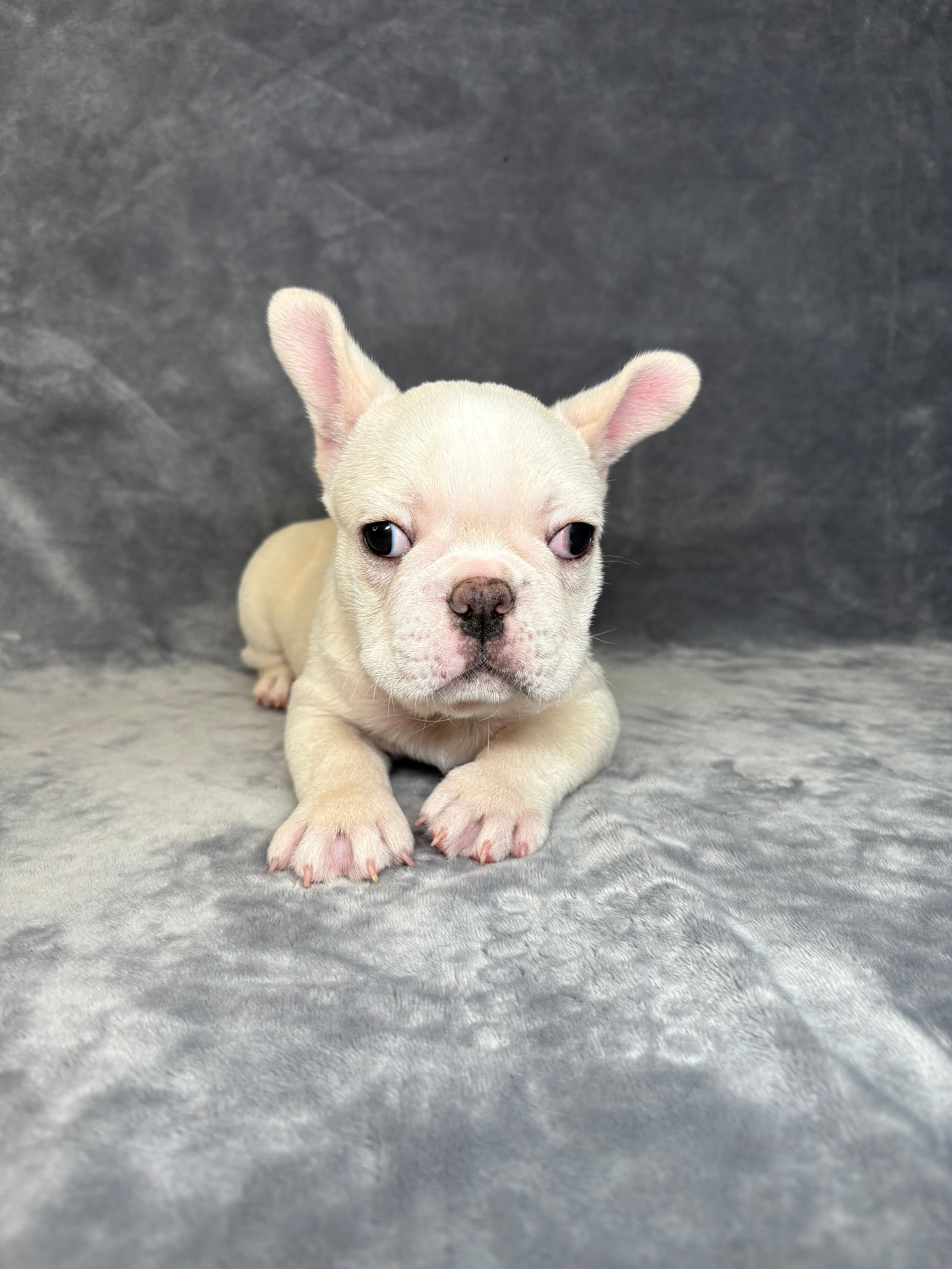 Lenny- Male French Bulldog