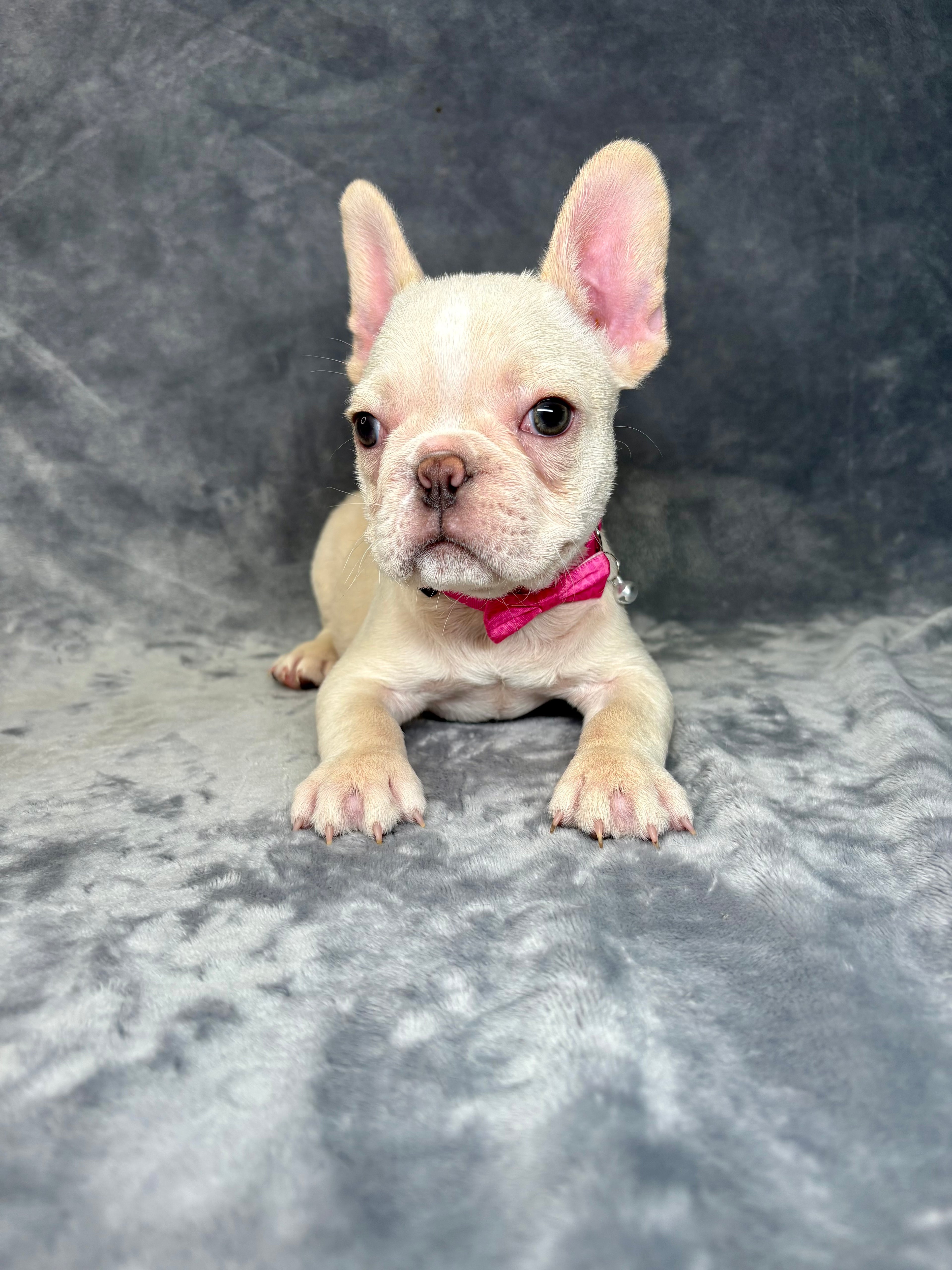 Fiona- Female French Bulldog