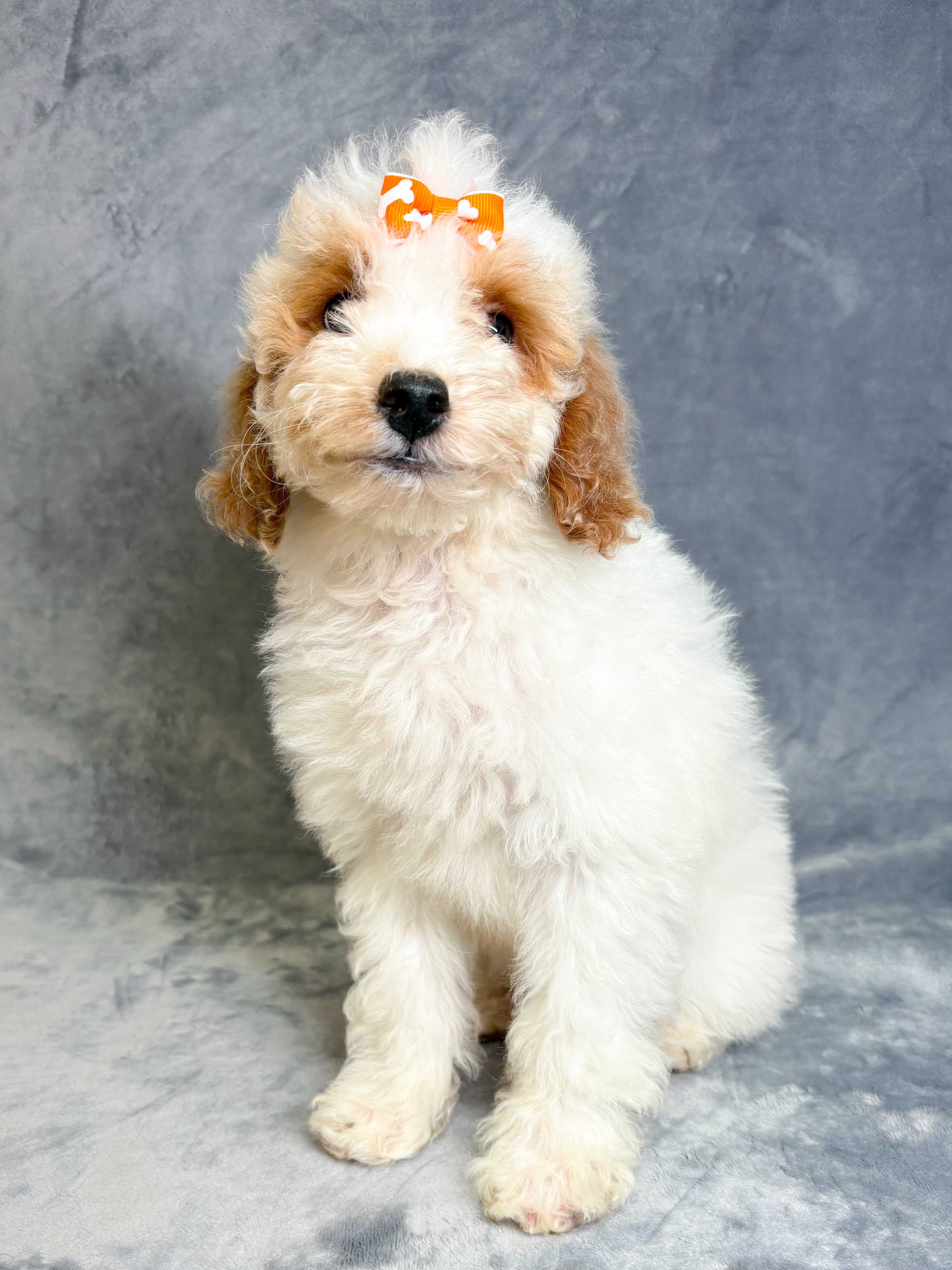 Reba- Female Mini Goldendoodle