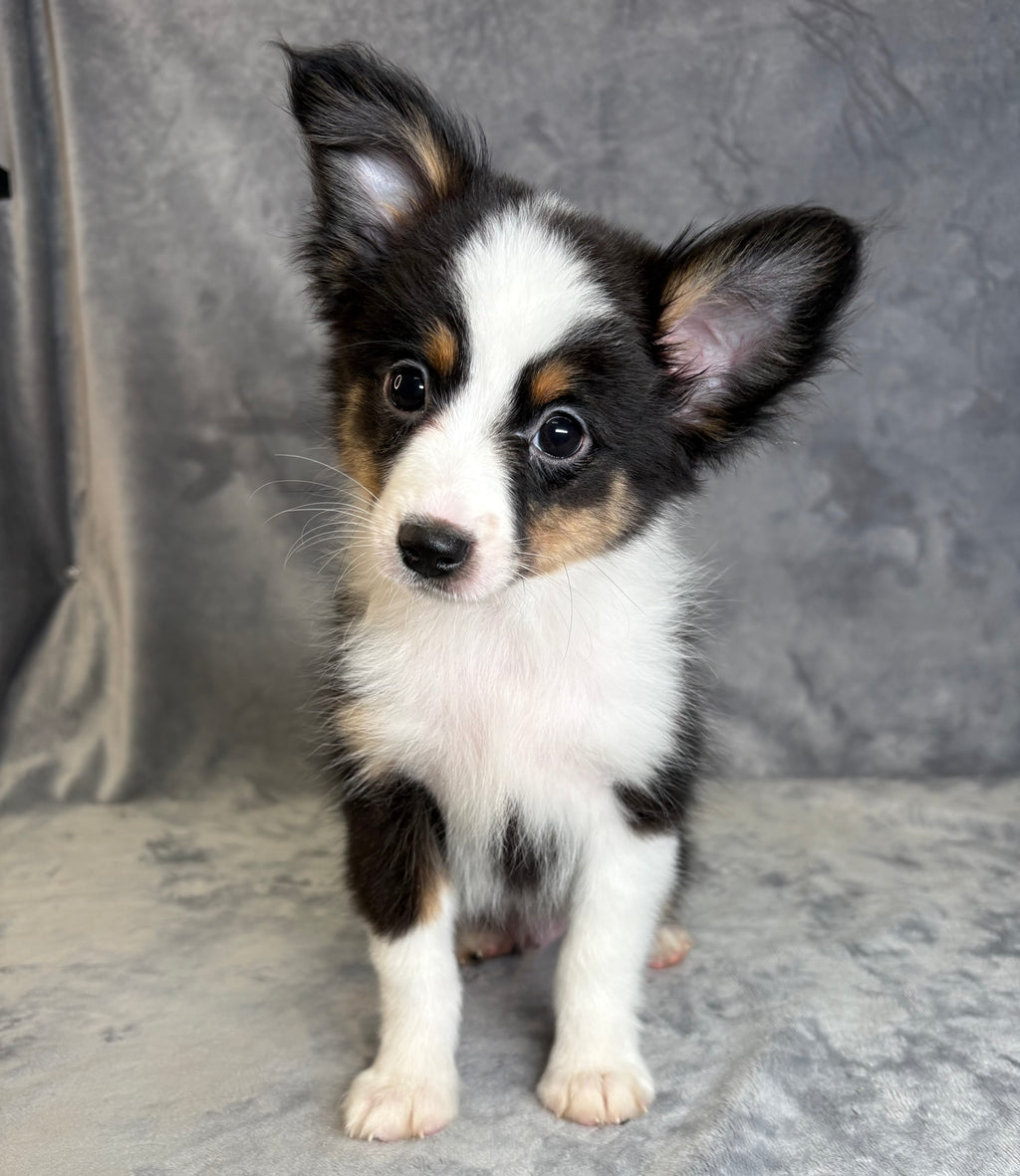 Griffin- Male Toy Australian Shepherd