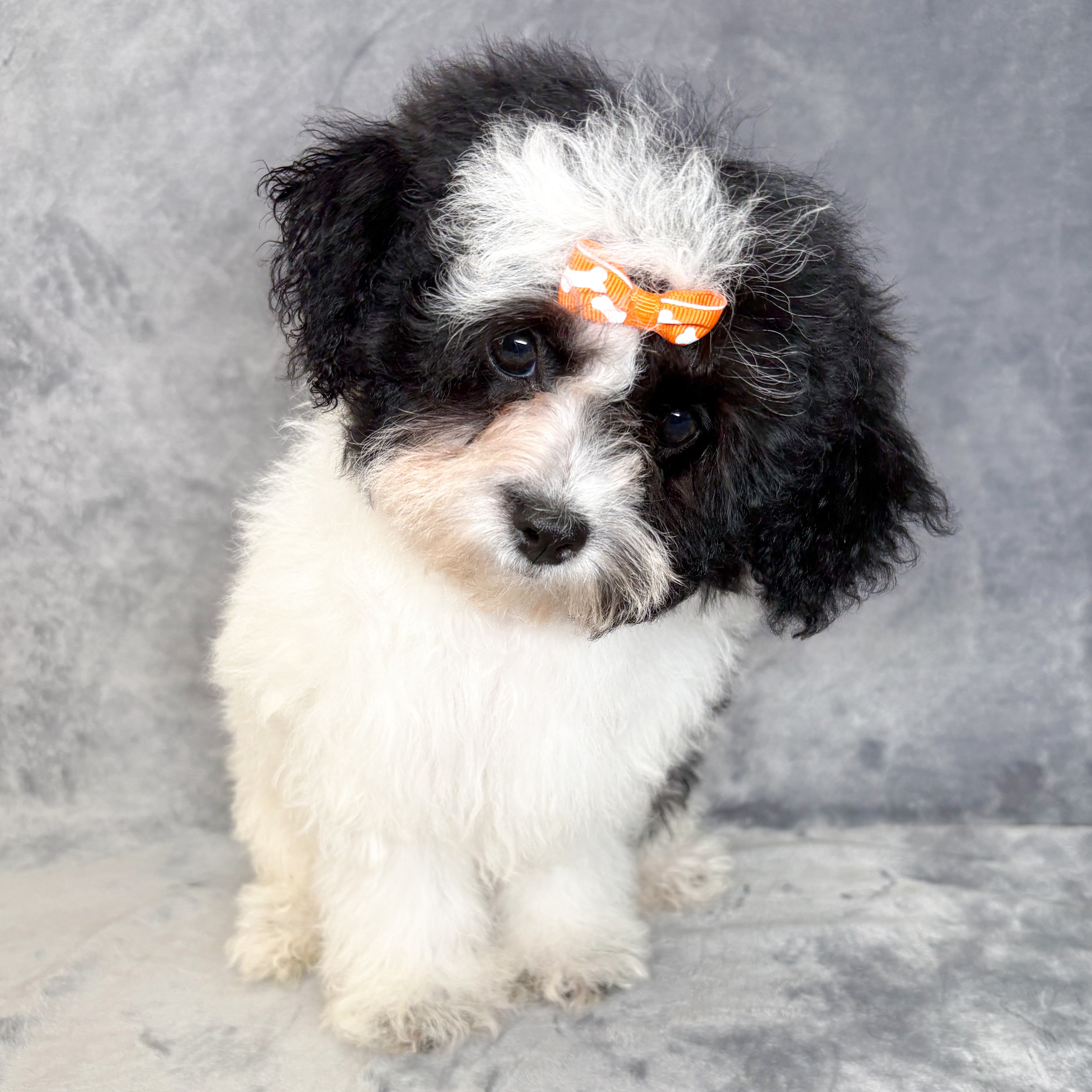 Pearl- Female Shipoo