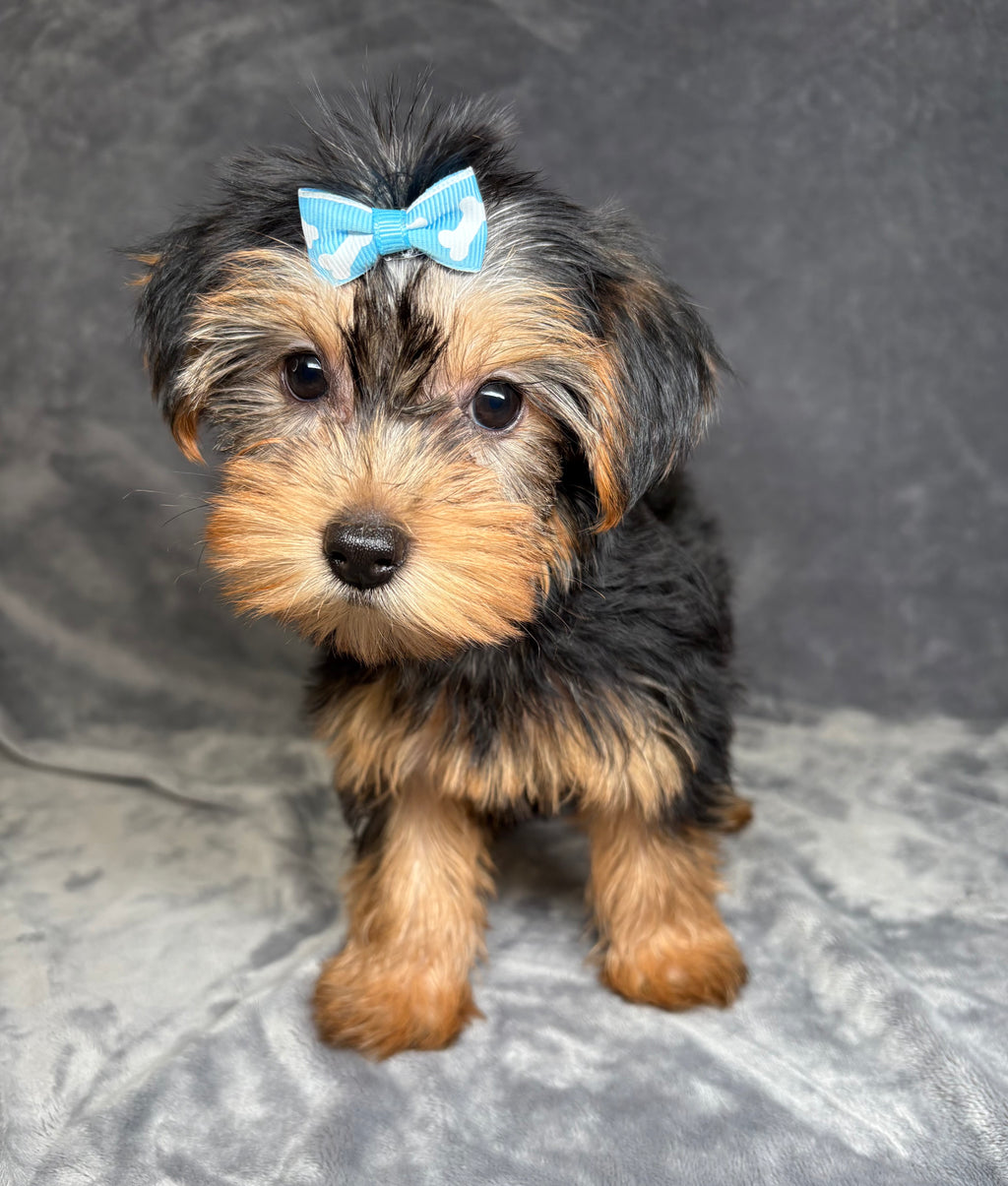 Bella- Female Yorkshire Terrier