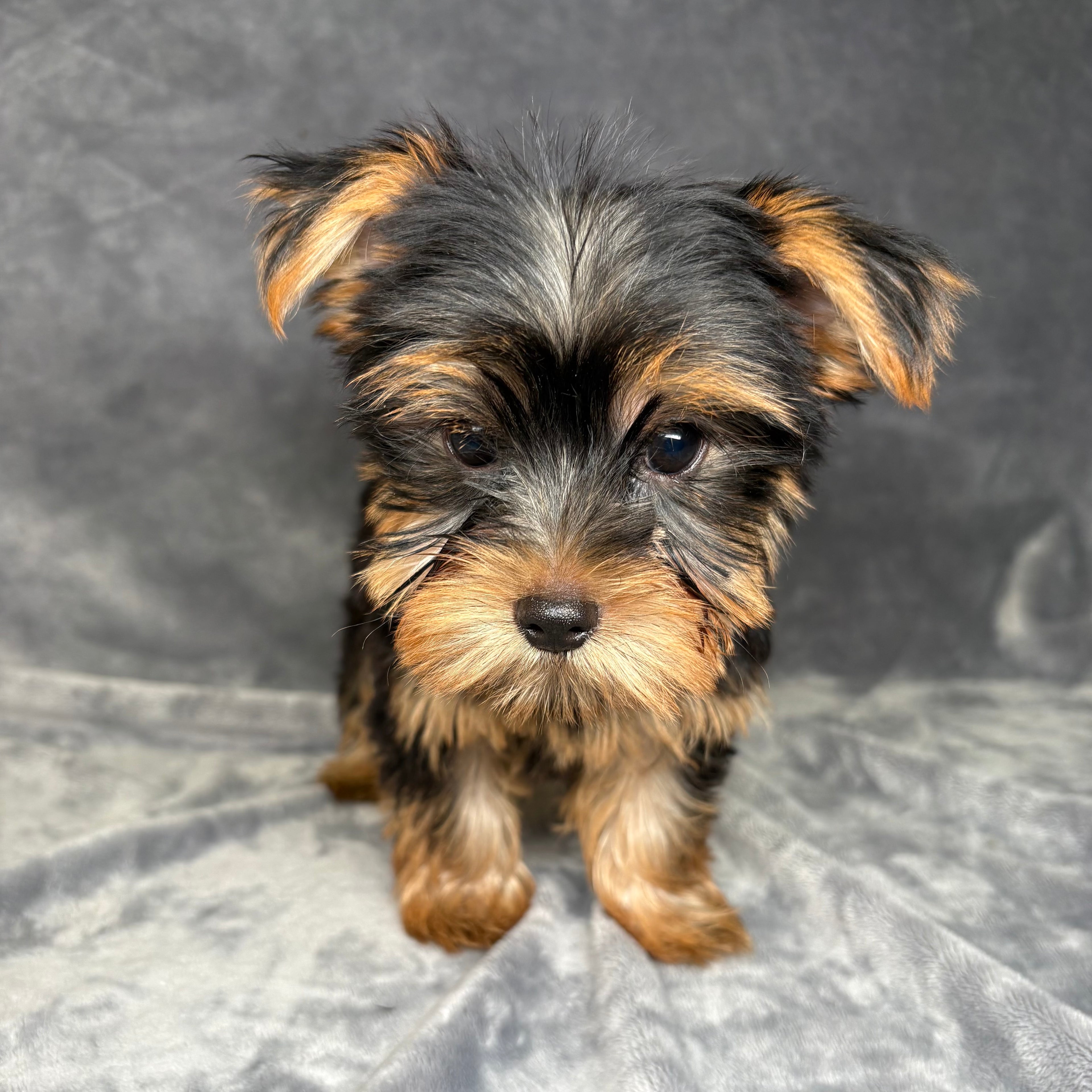 Jack- Male Yorkshire Terrier