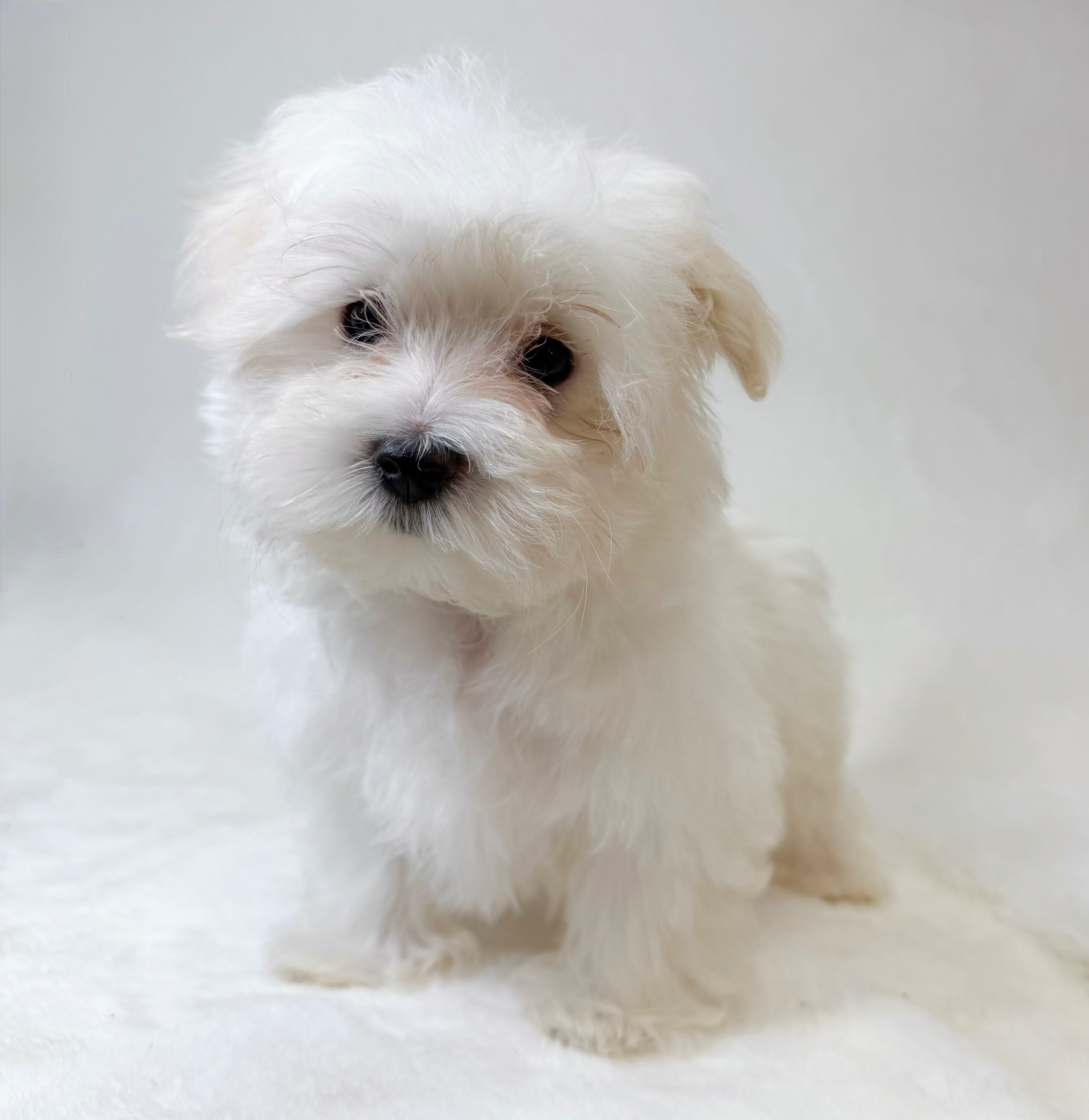 Prince- Male Maltese