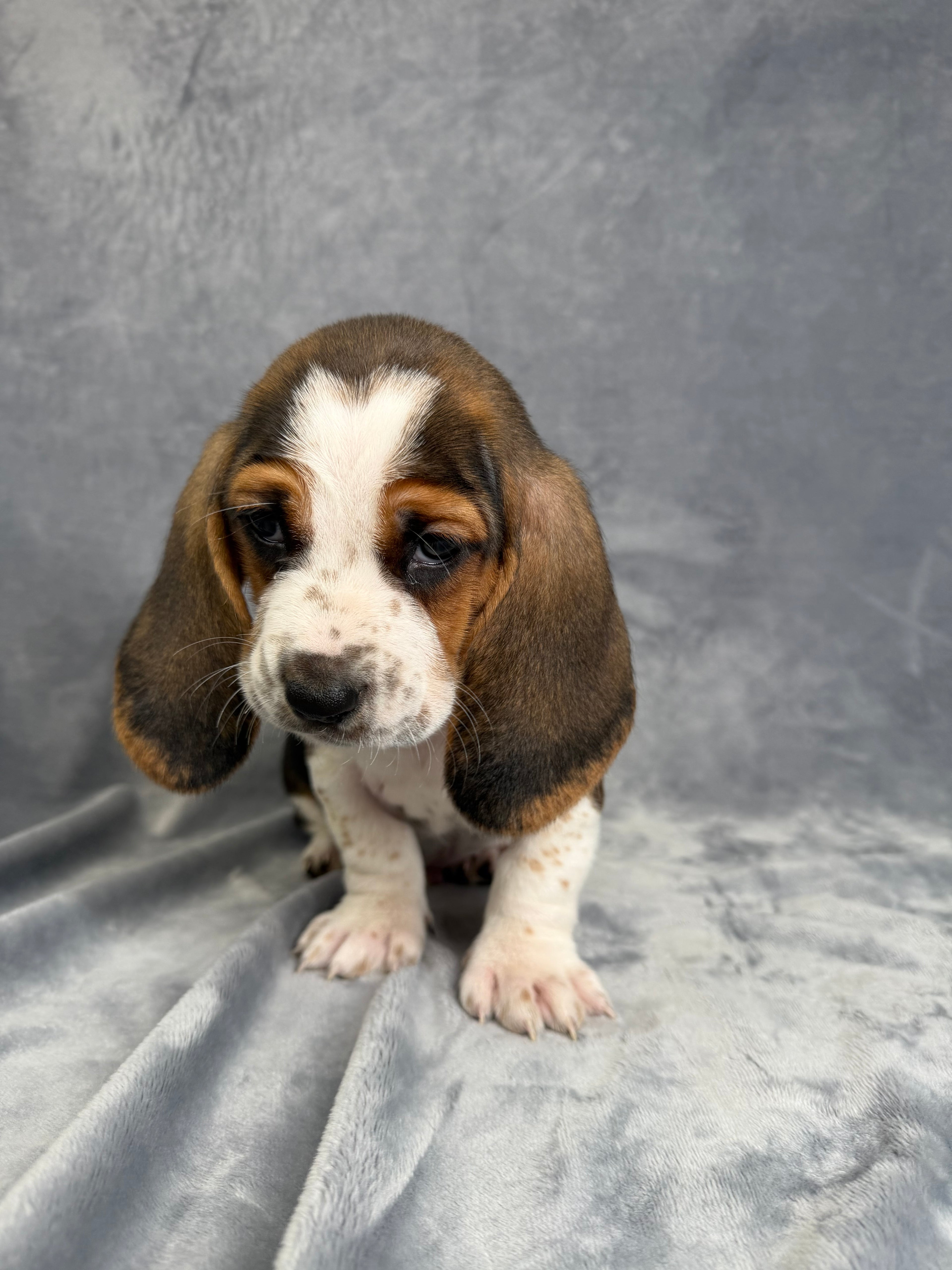 Billy- Male Basset Hound