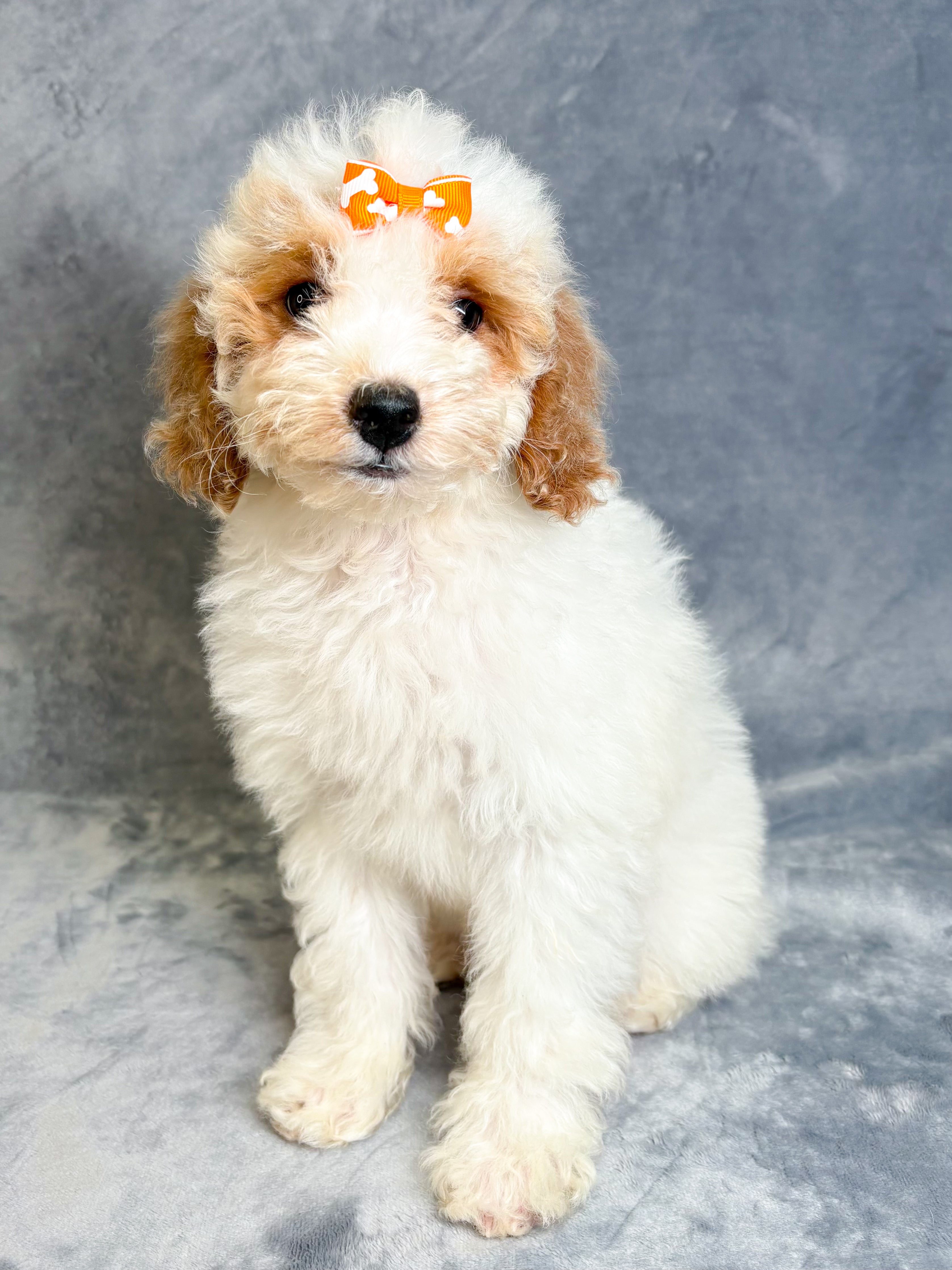 Reba- Female Mini Goldendoodle