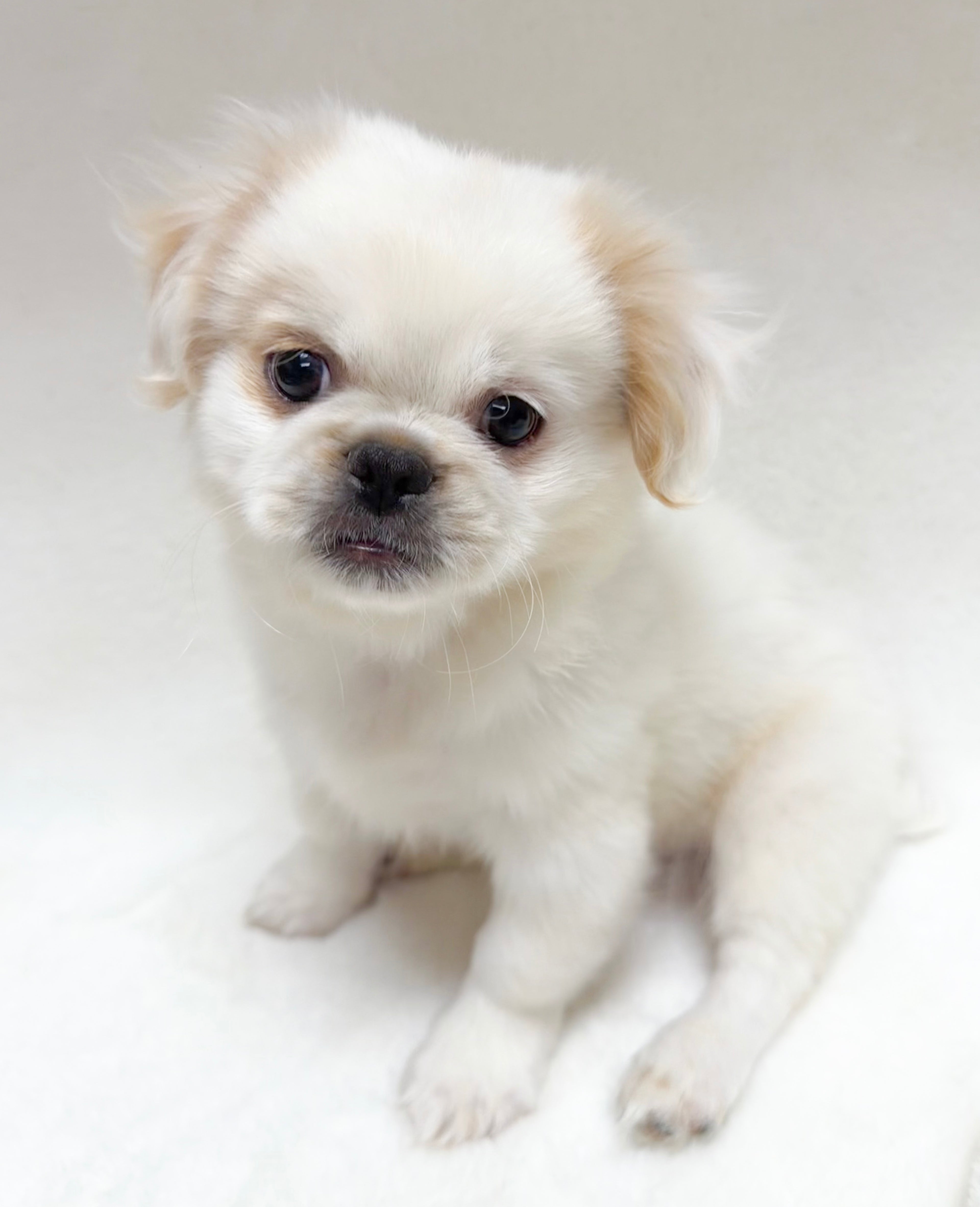 Fritz- Male Pekingese