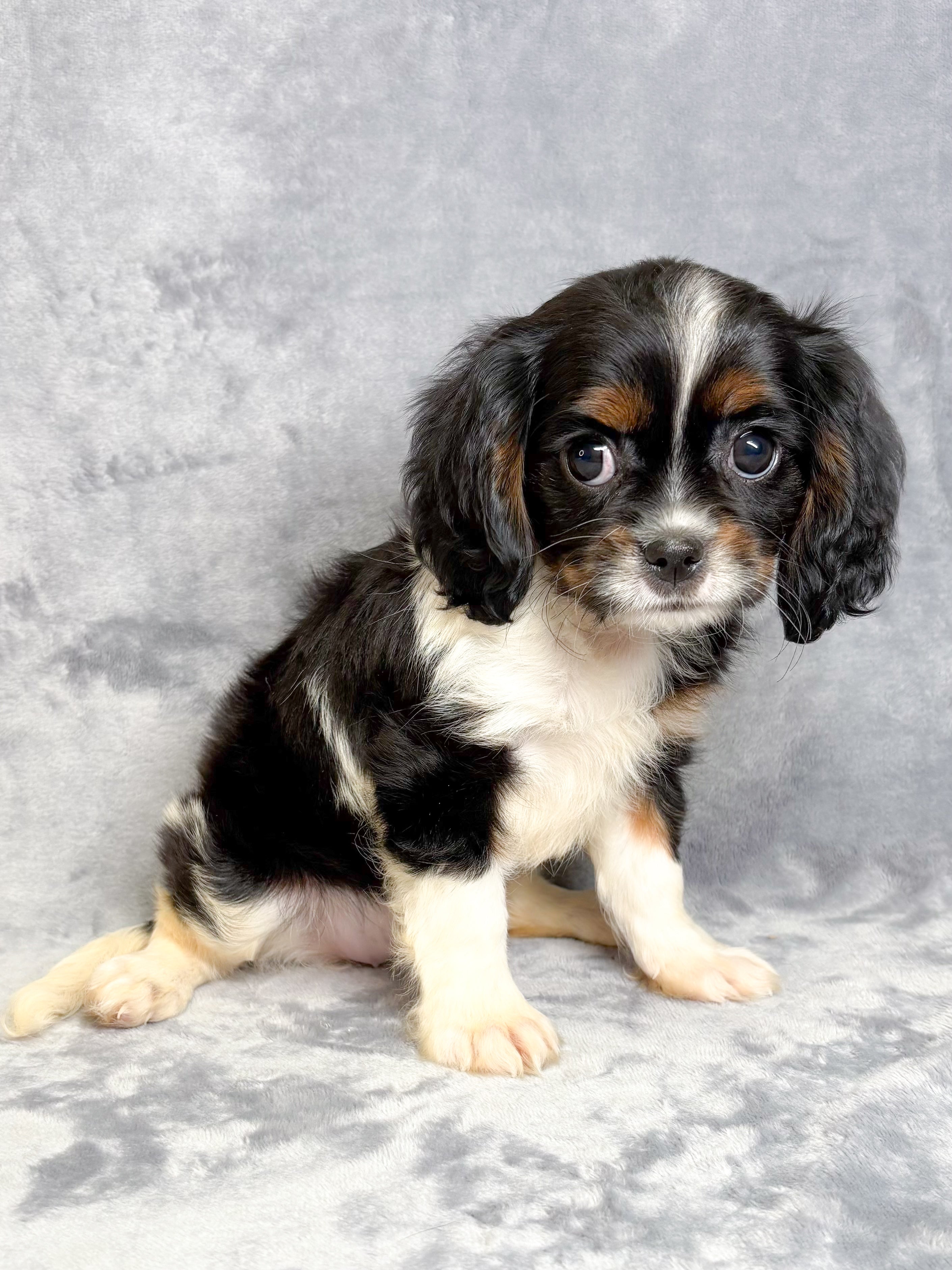 Dixie- Female Cavalier King Charles Spaniel