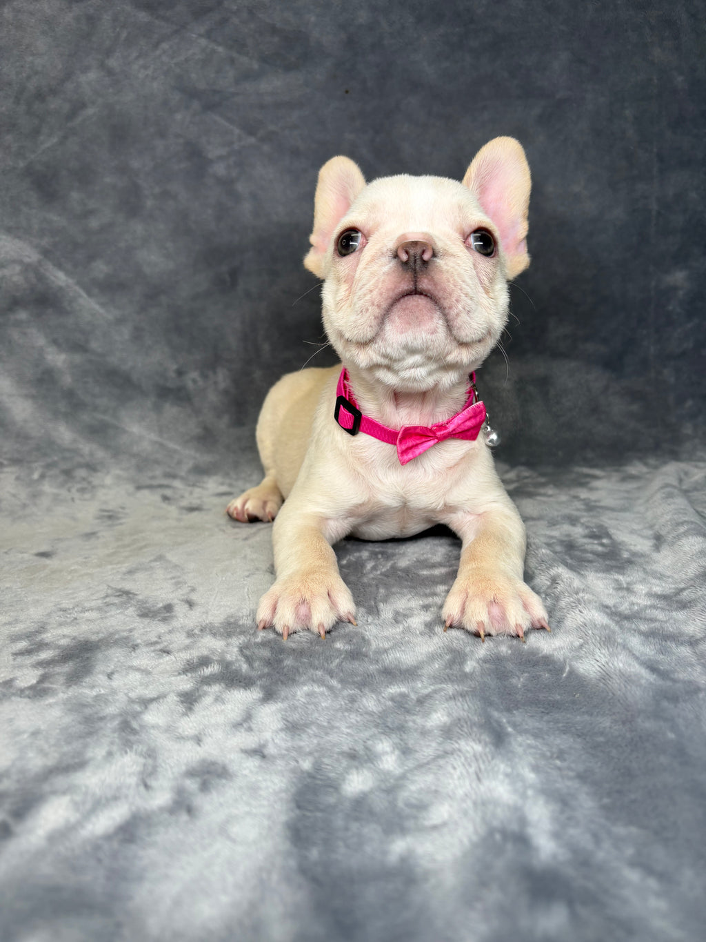 Fiona- Female French Bulldog