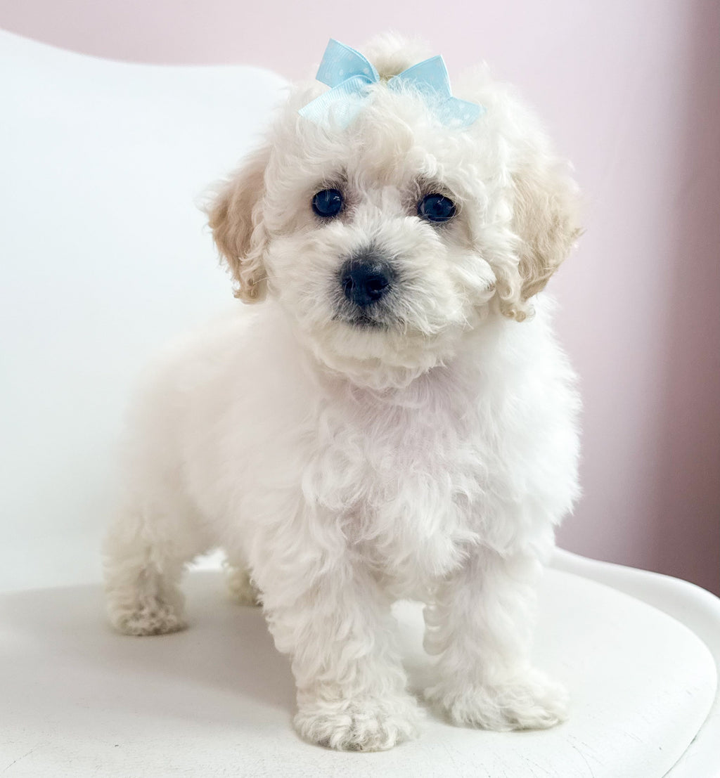 Muffin- Maltipoochon