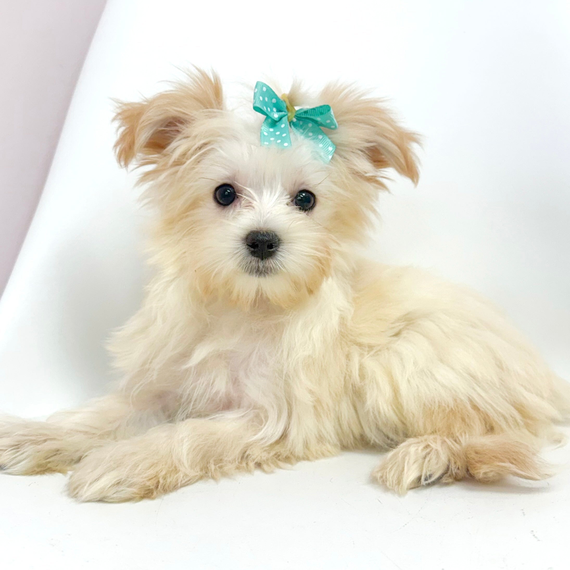 Margot- Female Morkie