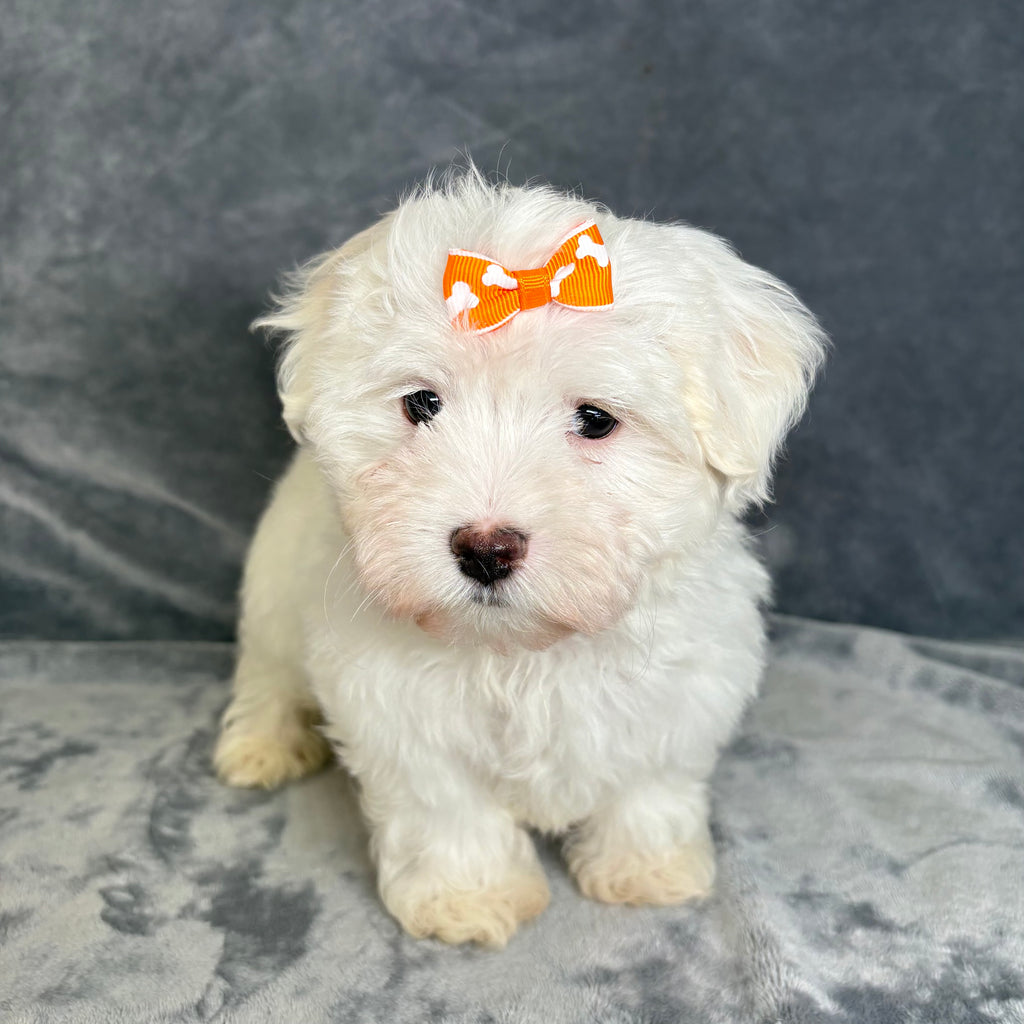 Minnie- Female Maltese