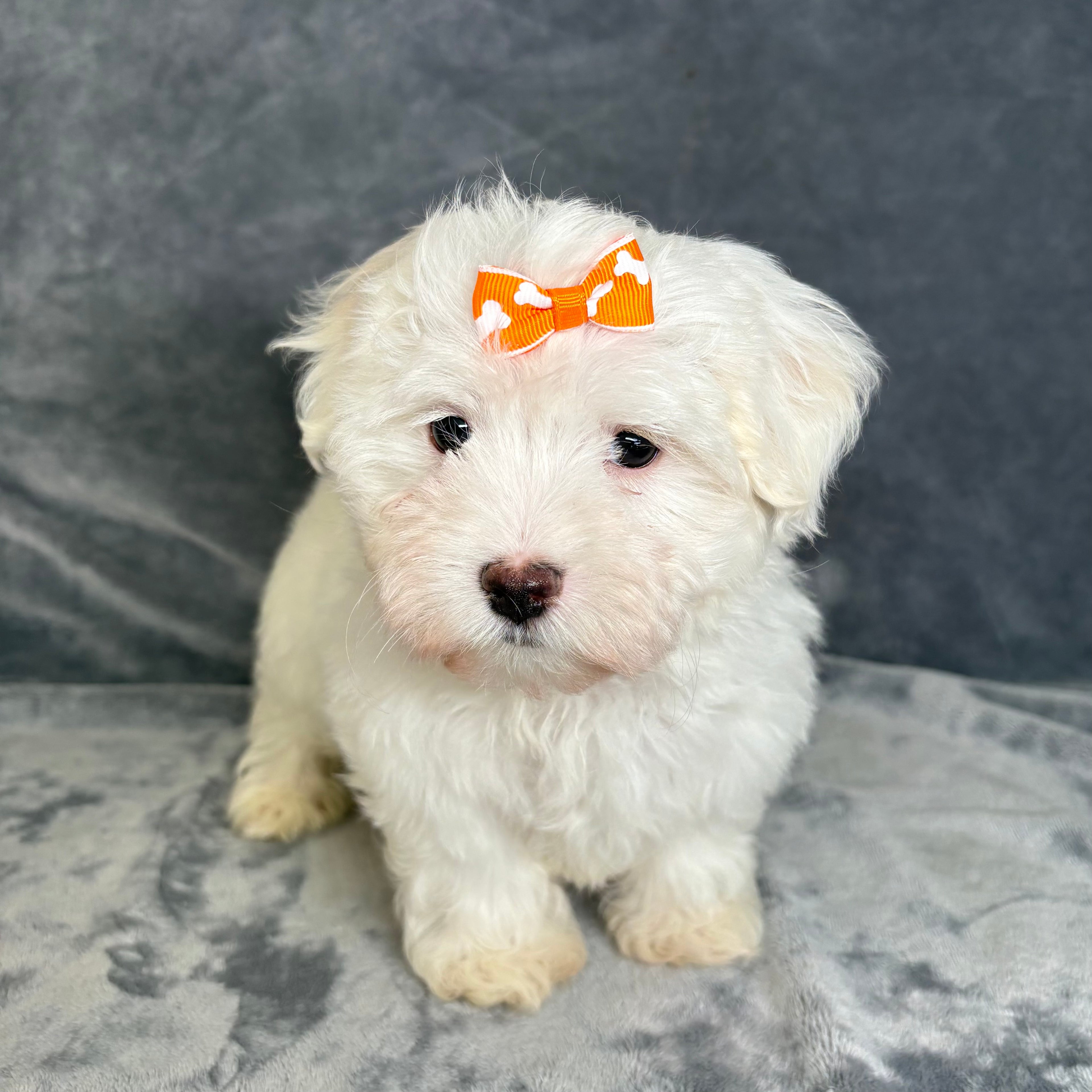 Minnie- Female Maltese