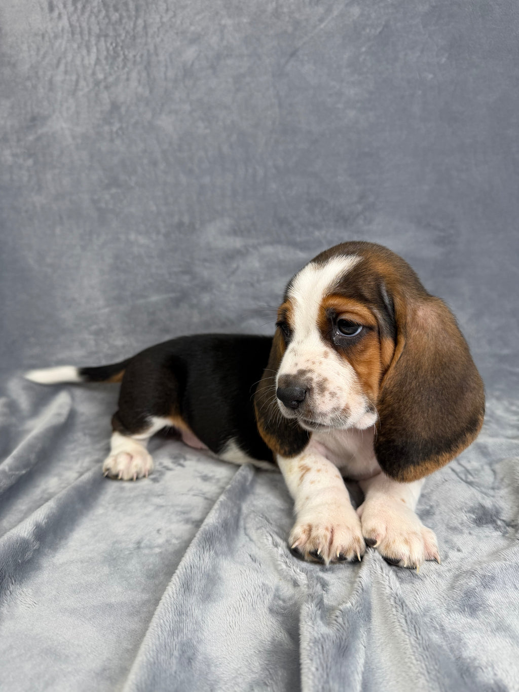 Billy- Male Basset Hound