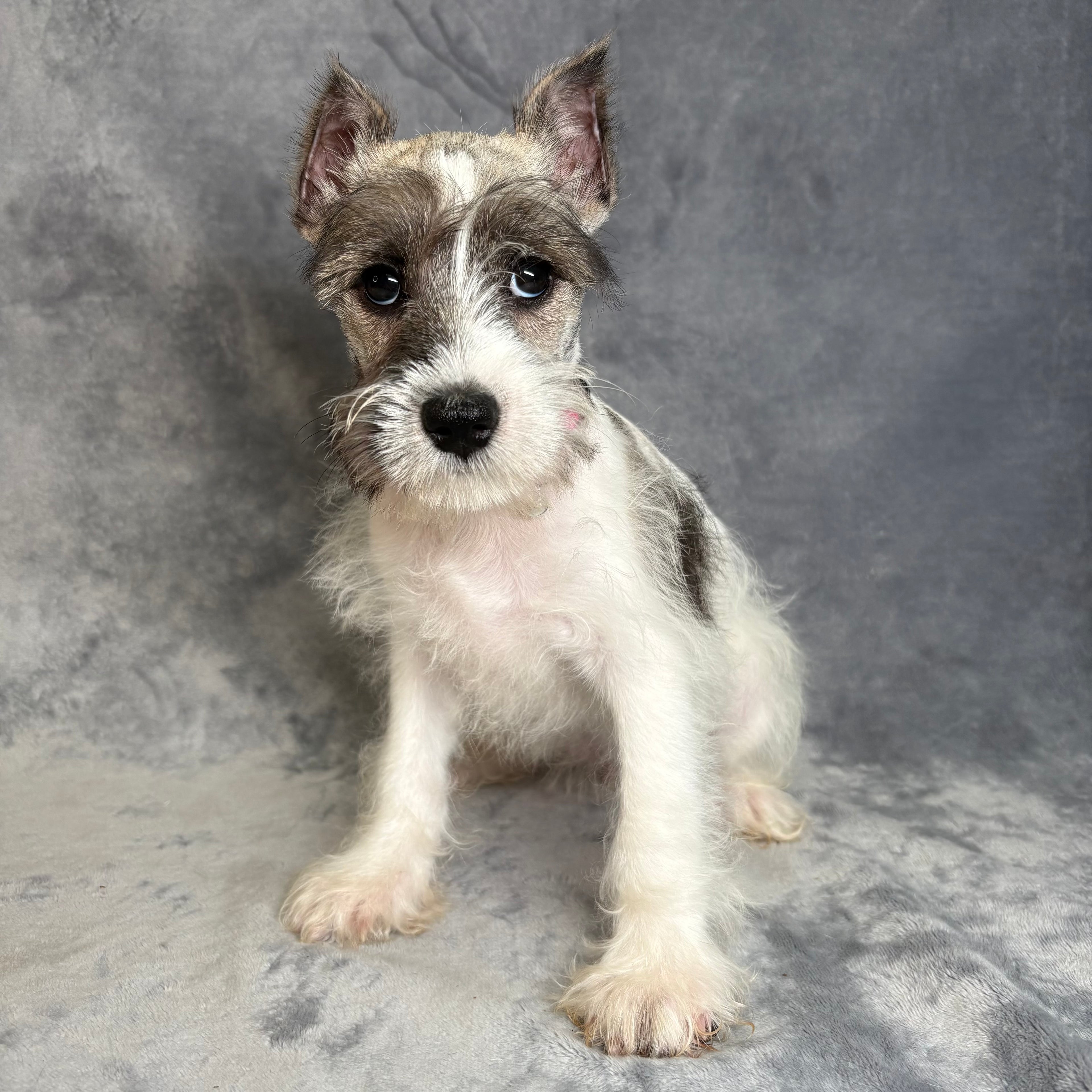 Pippa- Female Miniature Schnauzer