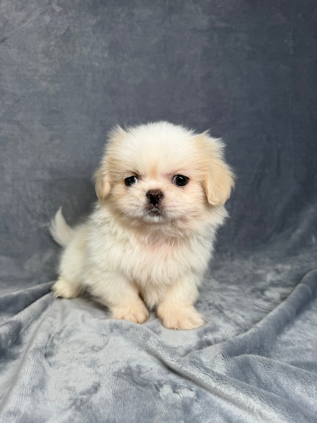 Manny- Male Pekingese