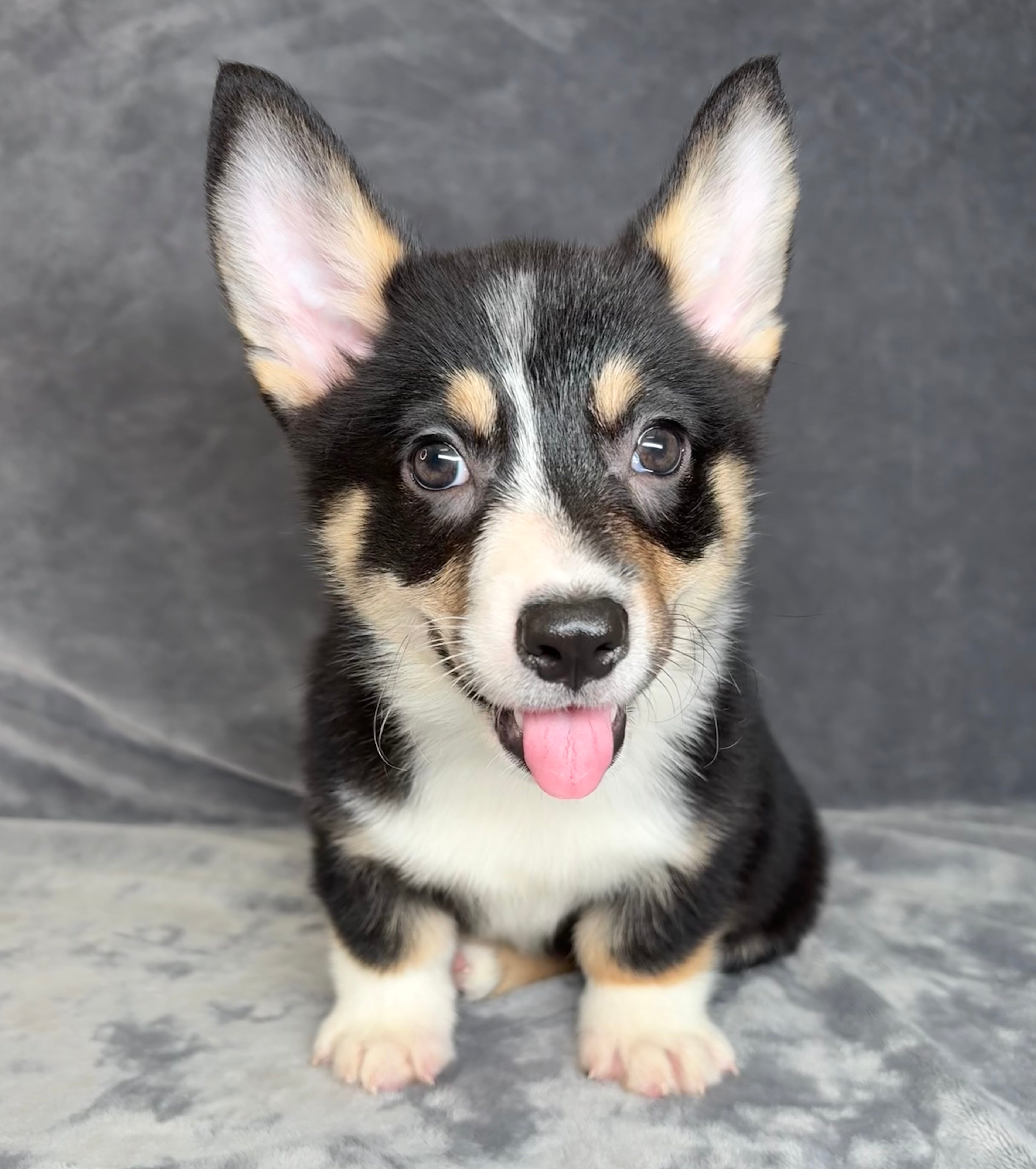 Archie- Male Pembroke Welsh Corgi