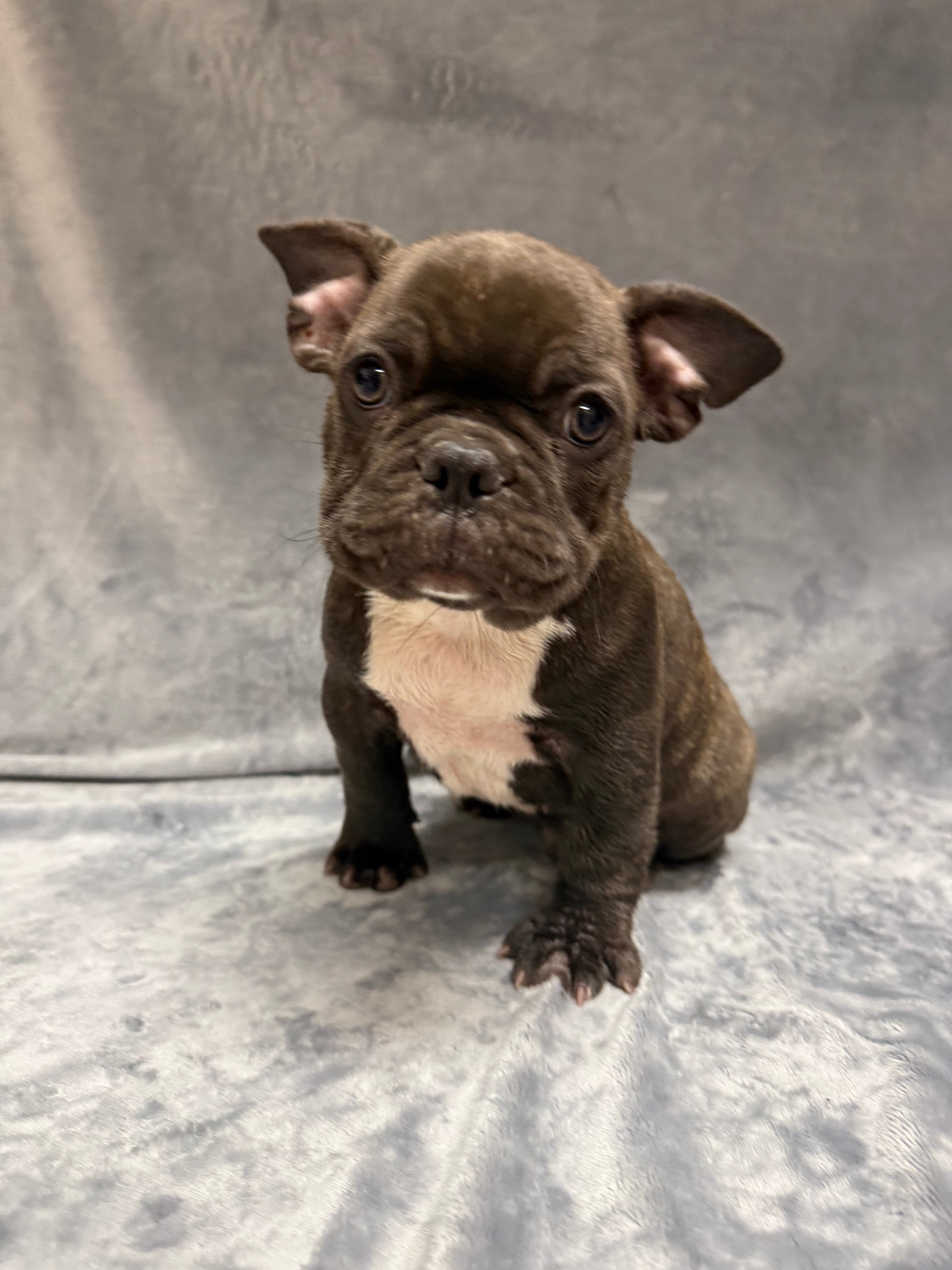 Bradley- Male French Bulldog