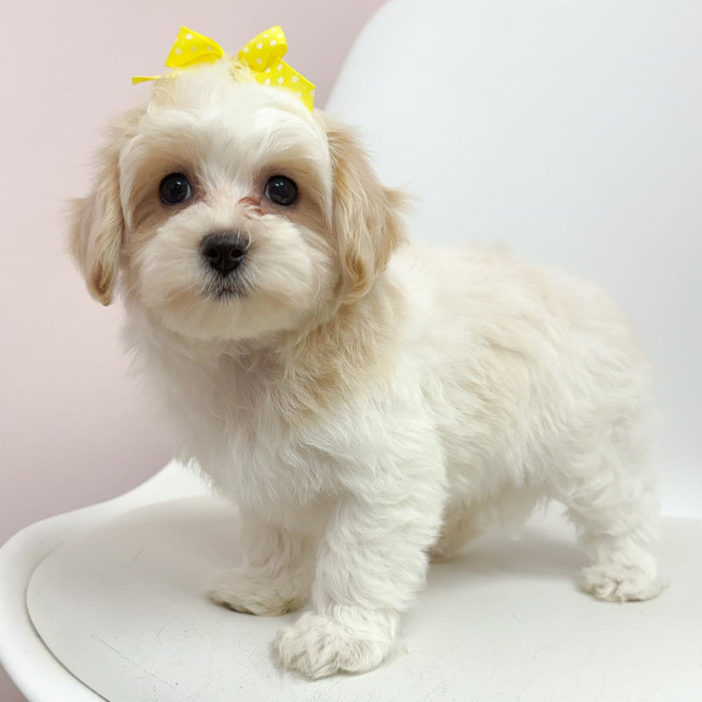 Zoe- Female Maltipoo