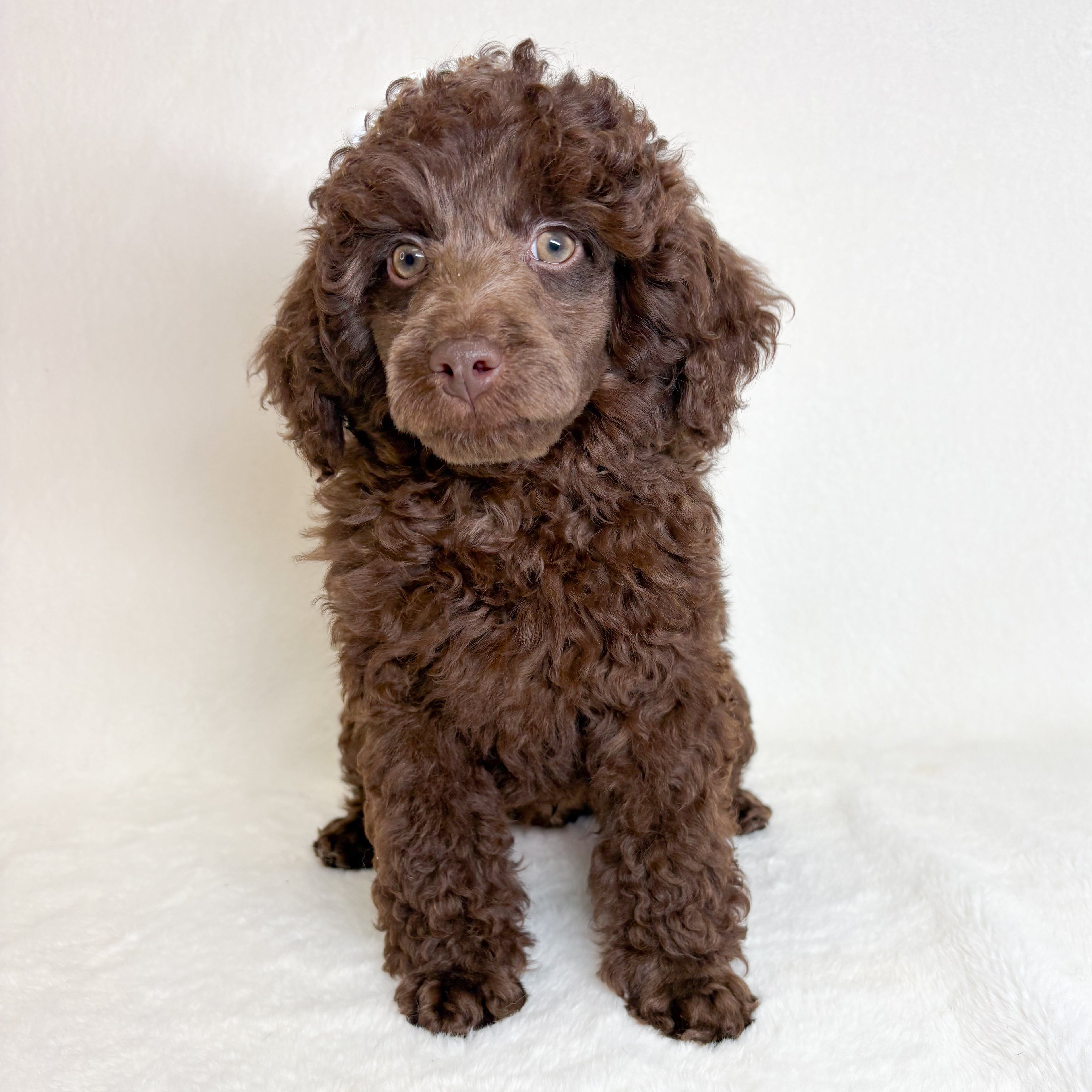 Toby-Male Toy Poodle