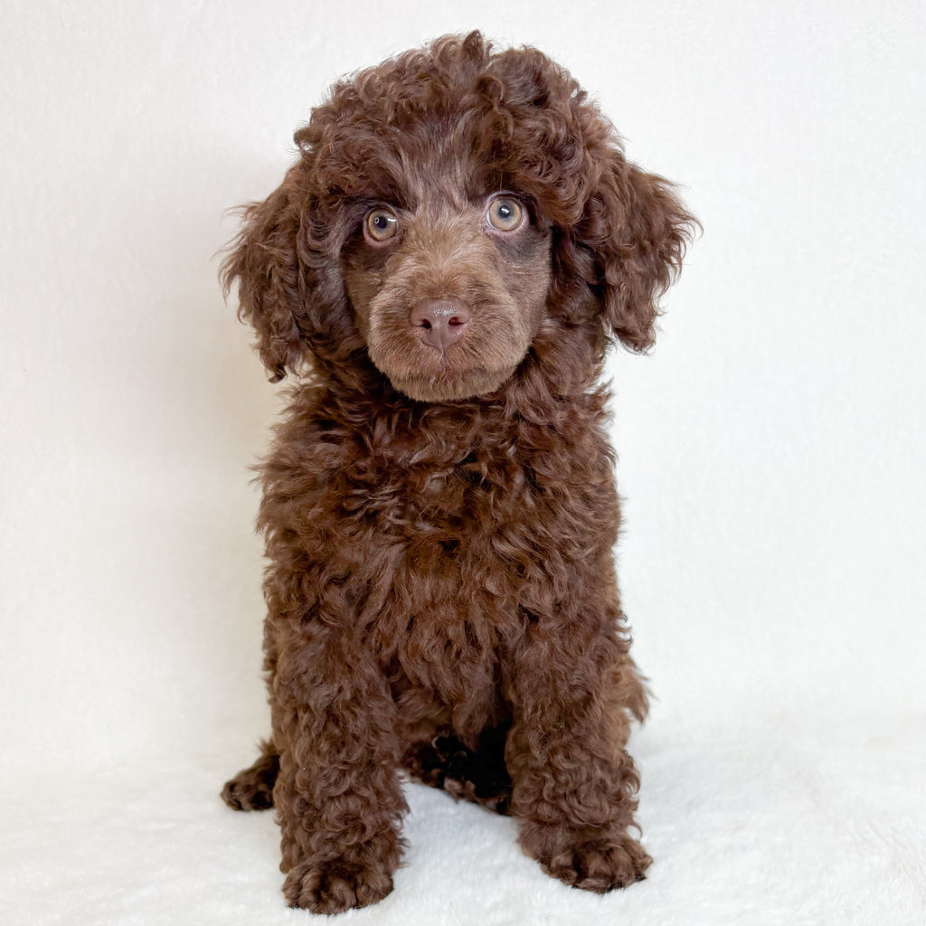 Toby-Male Toy Poodle
