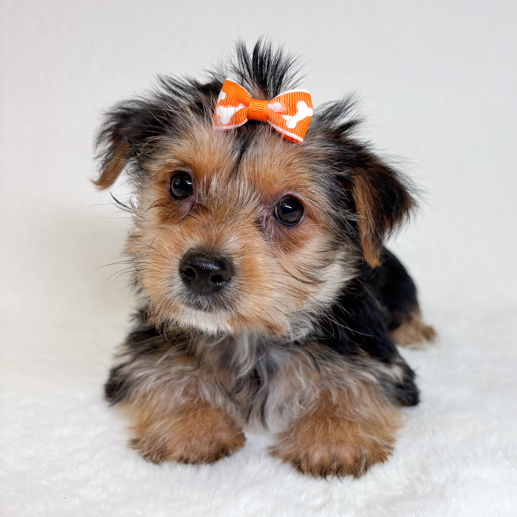 Lilly-Female Yorkie