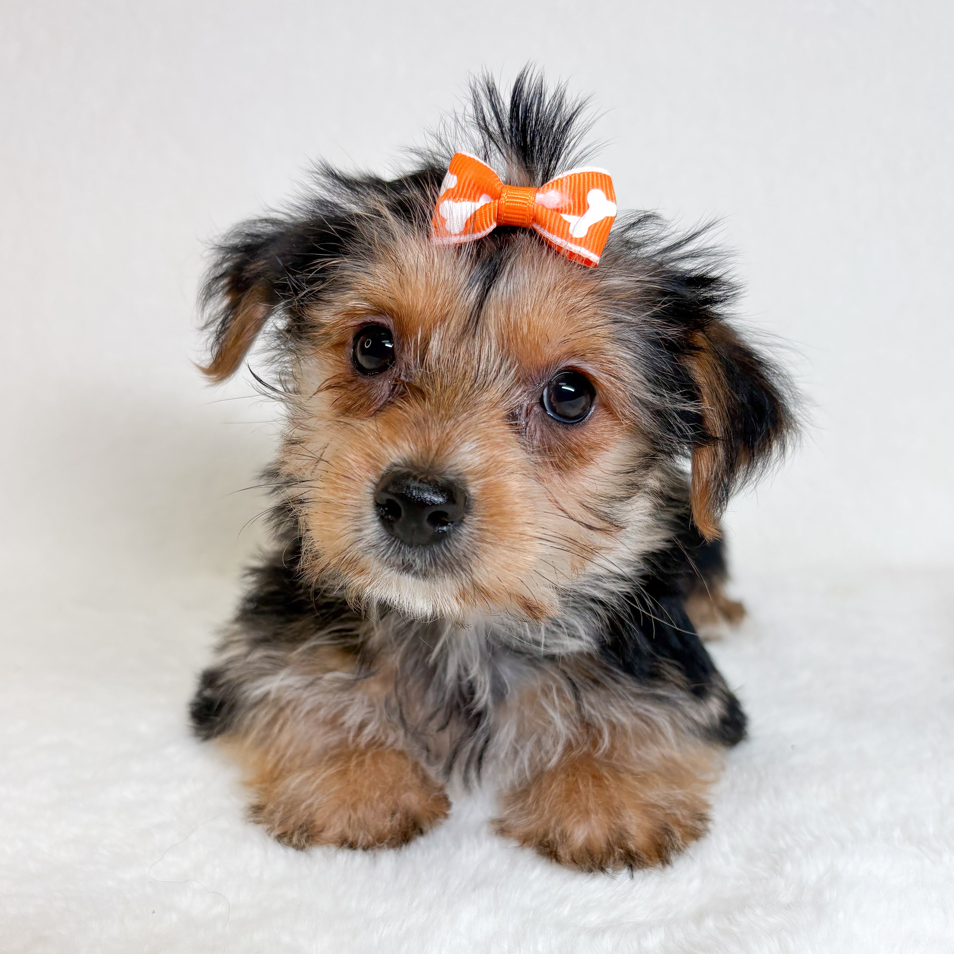 Lilly-Female Yorkie