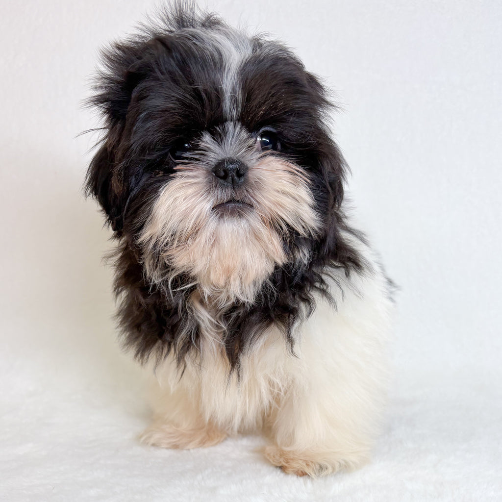 Silas-Male Shih Tzu