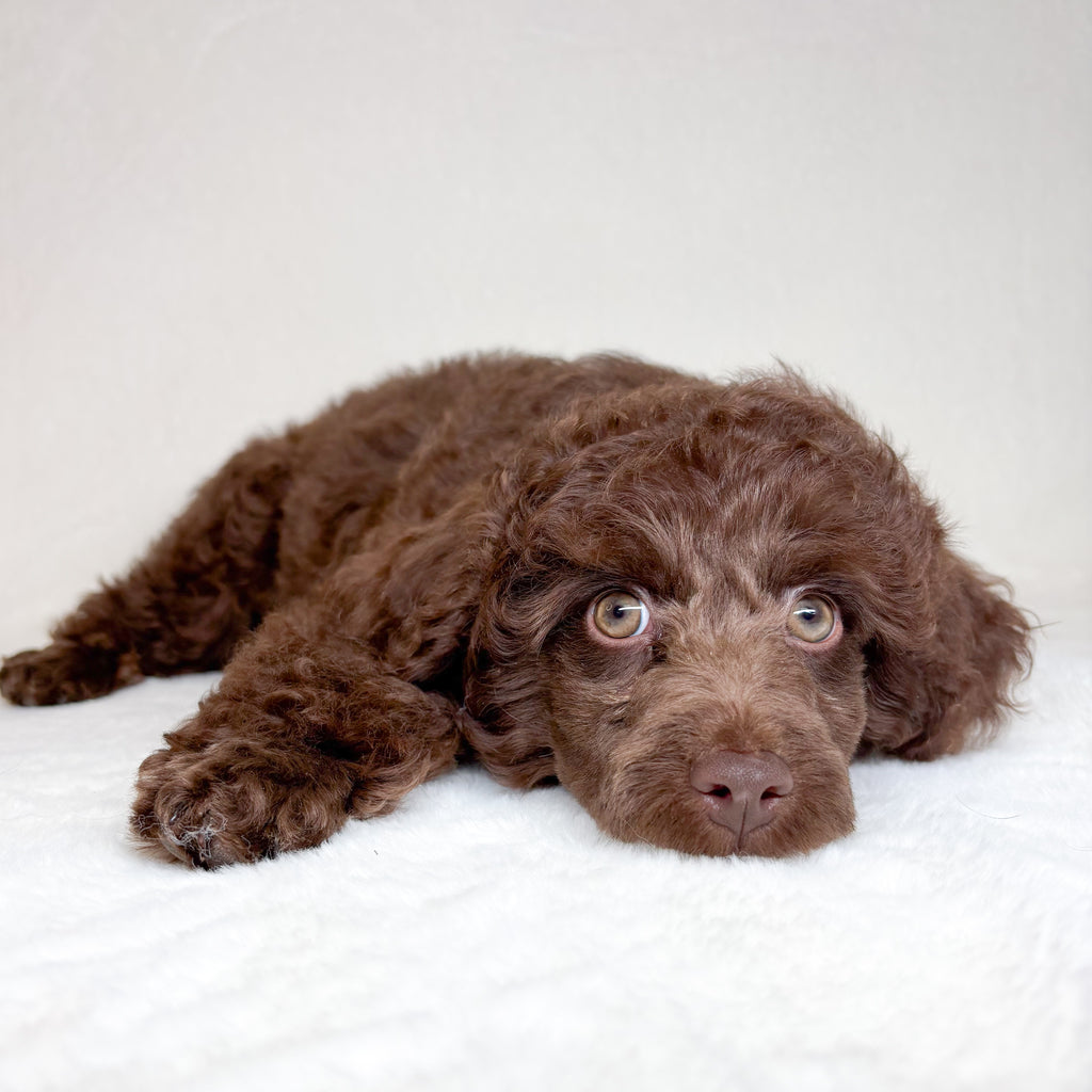 Toby-Male Toy Poodle